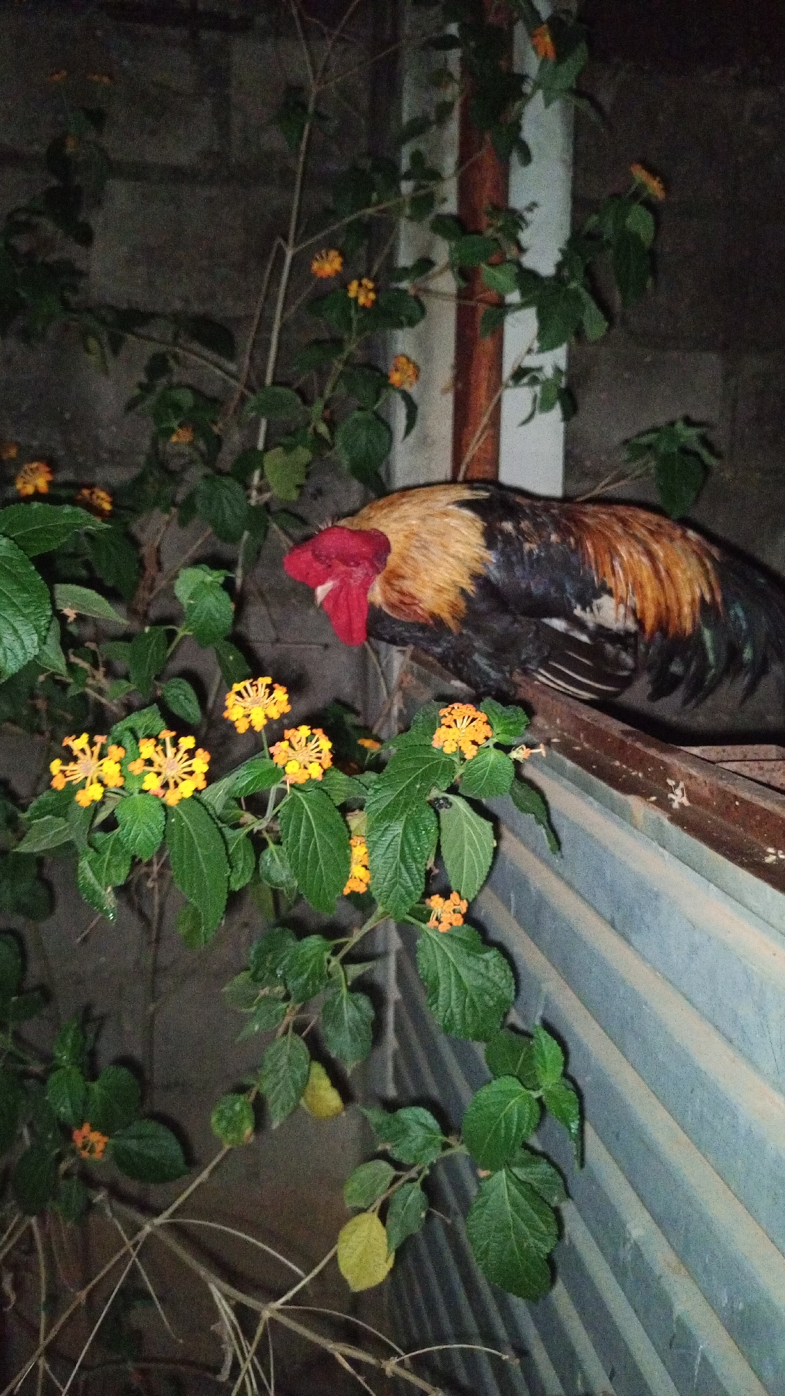 A rooster is perched on the edge of a corrugated metal structure, next to a flowering plant with yellow and orange blooms. The background is a dark, possibly brick wall. The location is Tinaquillo, Venezuela.