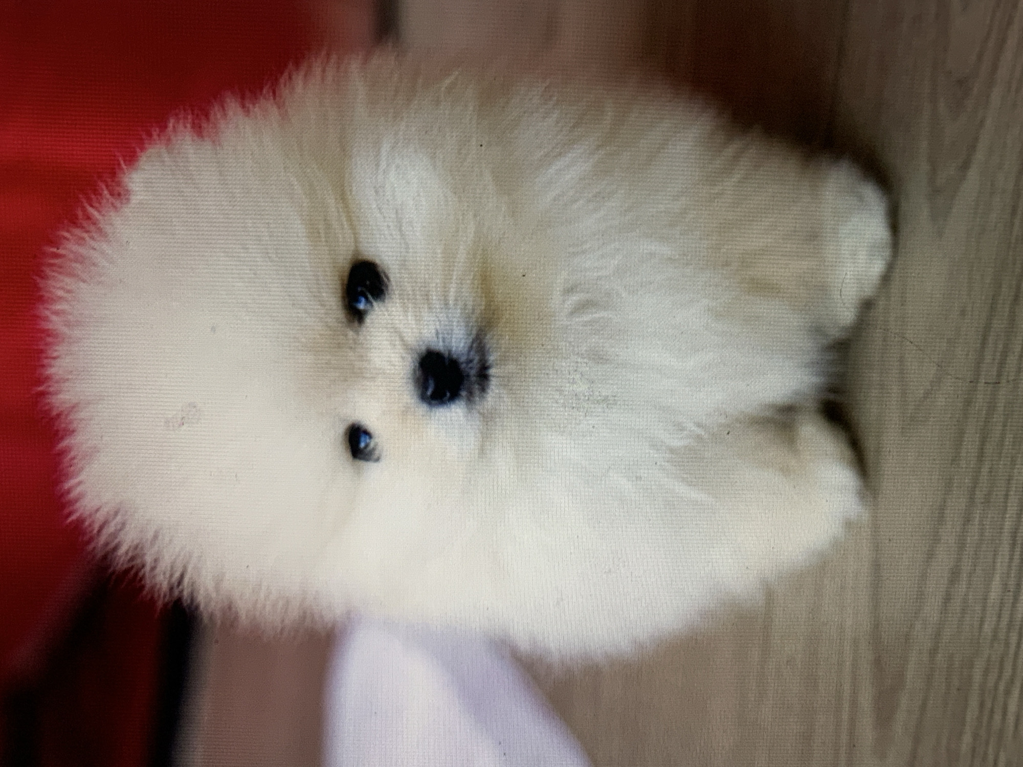 A small, fluffy, cream-colored Pomeranian dog is lying on what appears to be a wooden floor. The dog is facing the camera with its head tilted slightly to the left. It has black eyes and a black nose. The background is blurry, but there is a red object and a white object visible. The location is not discernible from the image.