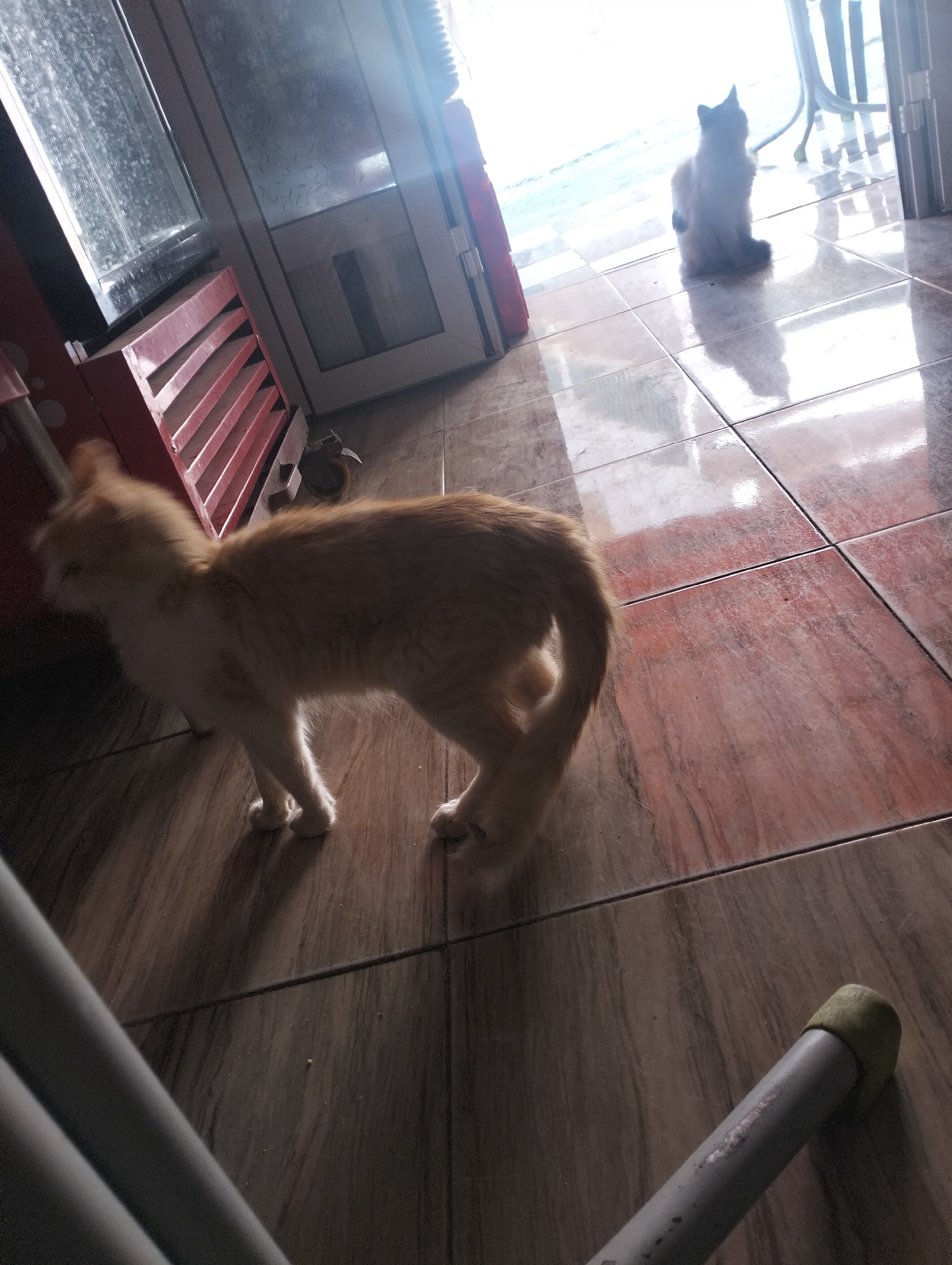The image shows two cats indoors. One is an orange tabby cat in the foreground walking out of frame. The other is a white cat in the background sitting and looking towards an open door, letting in light. The floor is tiled. There is a partial view of a structure with red ventilation slots and a white frame. Parts of a chair are visible in the foreground. The location is identified as Ouaouizert, Morocco.