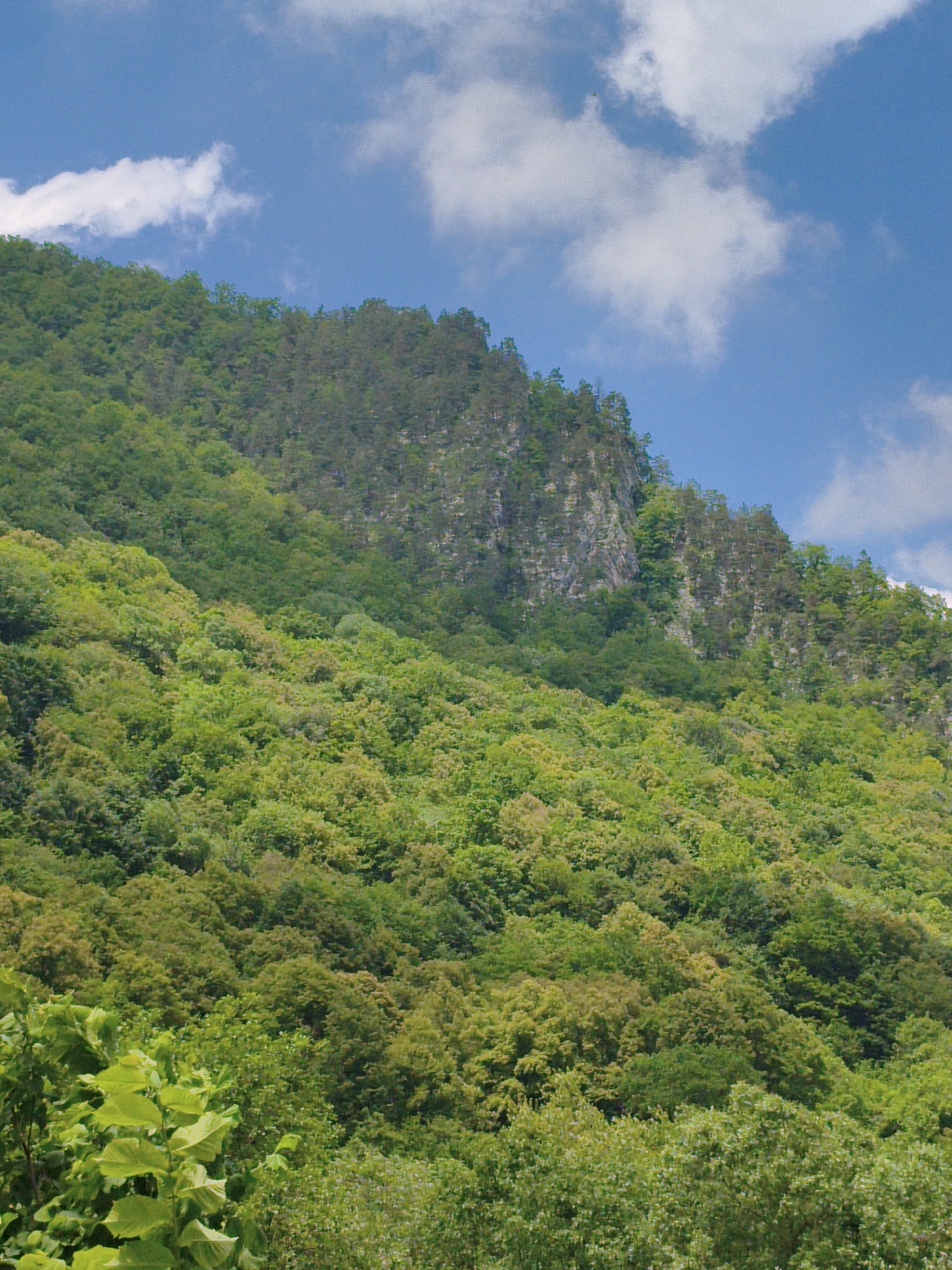 This image depicts a lush, verdant mountainside under a bright blue sky dotted with fluffy white clouds. The foreground features the dense canopy of trees, with some branches and large leaves of a lighter green, suggesting a deciduous forest. As the eye moves up the slope, the foliage transitions into a mix of greens, with a darker, more mature forest covering the mid-section of the mountain.
Towards the top of the mountain, the terrain becomes steeper and more rugged, revealing exposed rock faces interspersed with coniferous trees, giving it a more wild and untamed appearance. The overall scene conveys a sense of natural beauty and tranquility. The lighting suggests it is daytime, likely late morning or afternoon, with clear weather. The location is identified as Gusyra, Russia, a region known for its natural landscapes. There is no visible text in the image. The image captures a serene, natural environment without any human presence or identifiable man-made objects, focusing solely on the majestic mountain and its dense forestation.