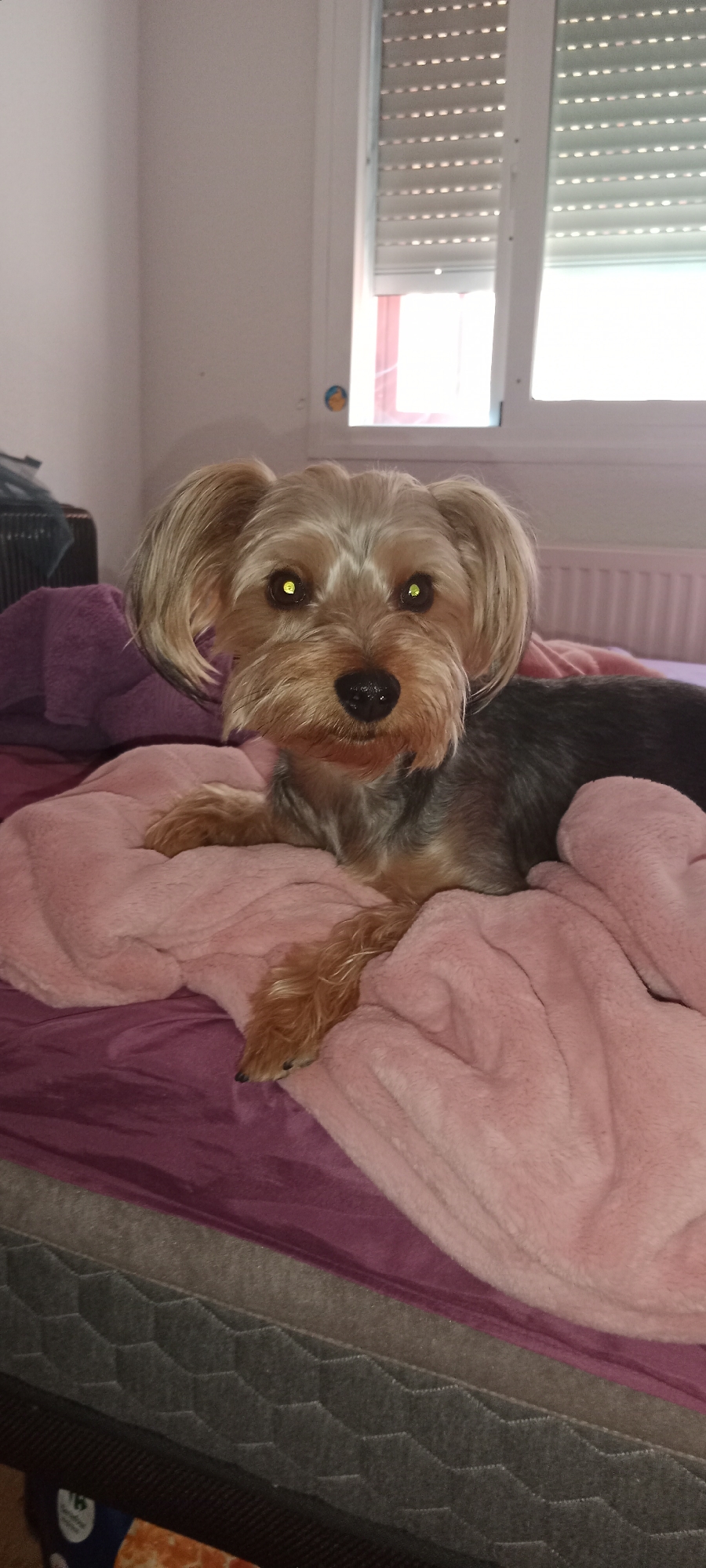 A Yorkshire Terrier dog with amber eyes is lying on a bed covered with pink and purple blankets. The dog's fur is light brown and grey. The bed appears to be in a bedroom, with a window and blinds visible in the background. The room is lit by natural light coming through the window. There is a radiator visible below the window. The scene is indoor.