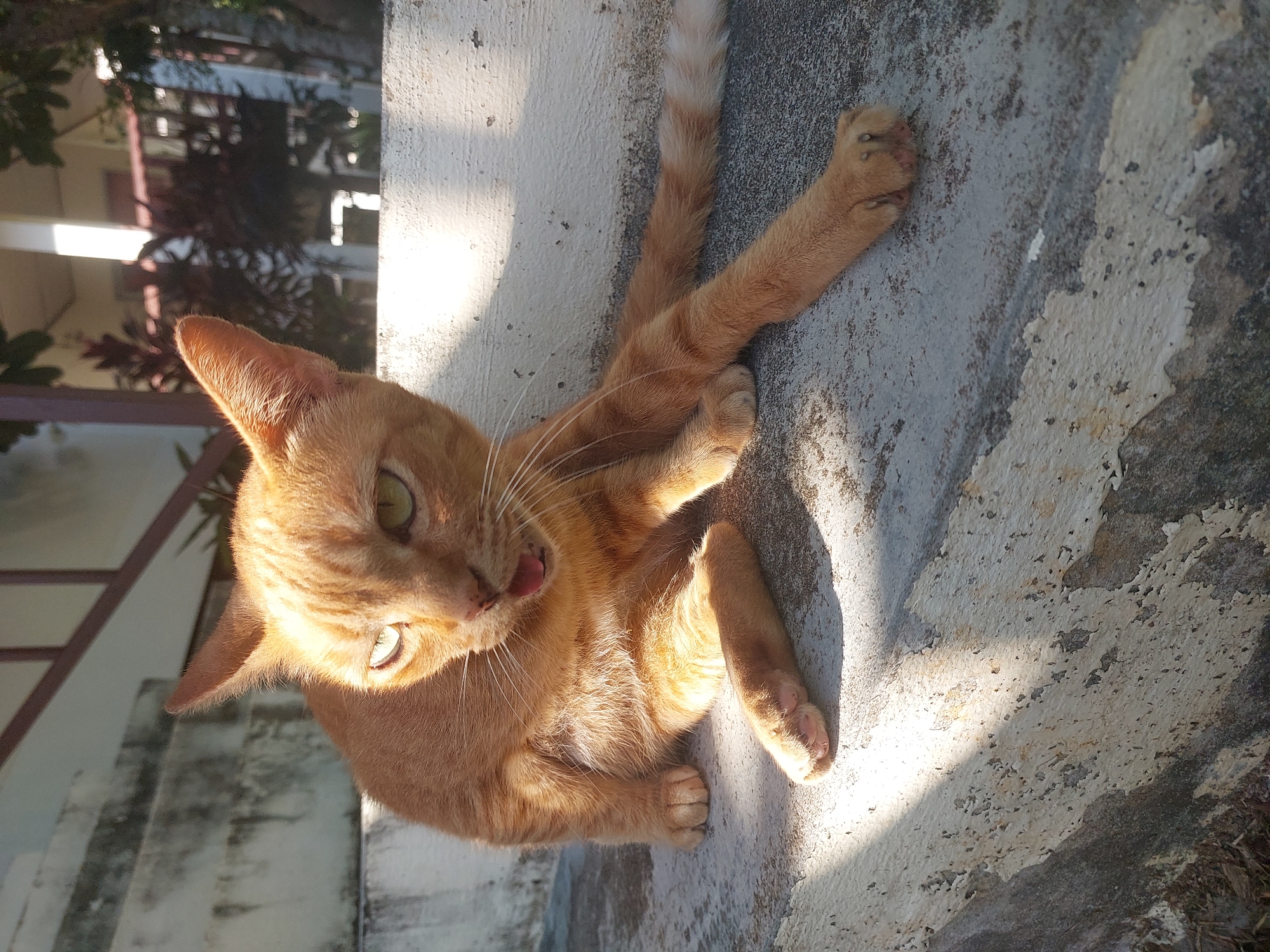 An orange tabby cat is lying on its side on a concrete surface bathed in sunlight. The cat is facing the viewer with its head slightly tilted. Its eyes are open and bright green, and its tongue is sticking out slightly. Sunlight casts strong shadows across the concrete, indicating it is likely daytime. The background shows a blurred view of a building with windows and some foliage, suggesting an outdoor setting. The concrete surface appears worn and textured with patches of peeling paint. The cat's body is relaxed, with its front paws tucked in and its hind legs extended. One paw is visible in the foreground, showing its pink toe pads. The cat's tail is curled slightly. The scene conveys a sense of leisure and contentment, with the cat enjoying the warmth of the sun.