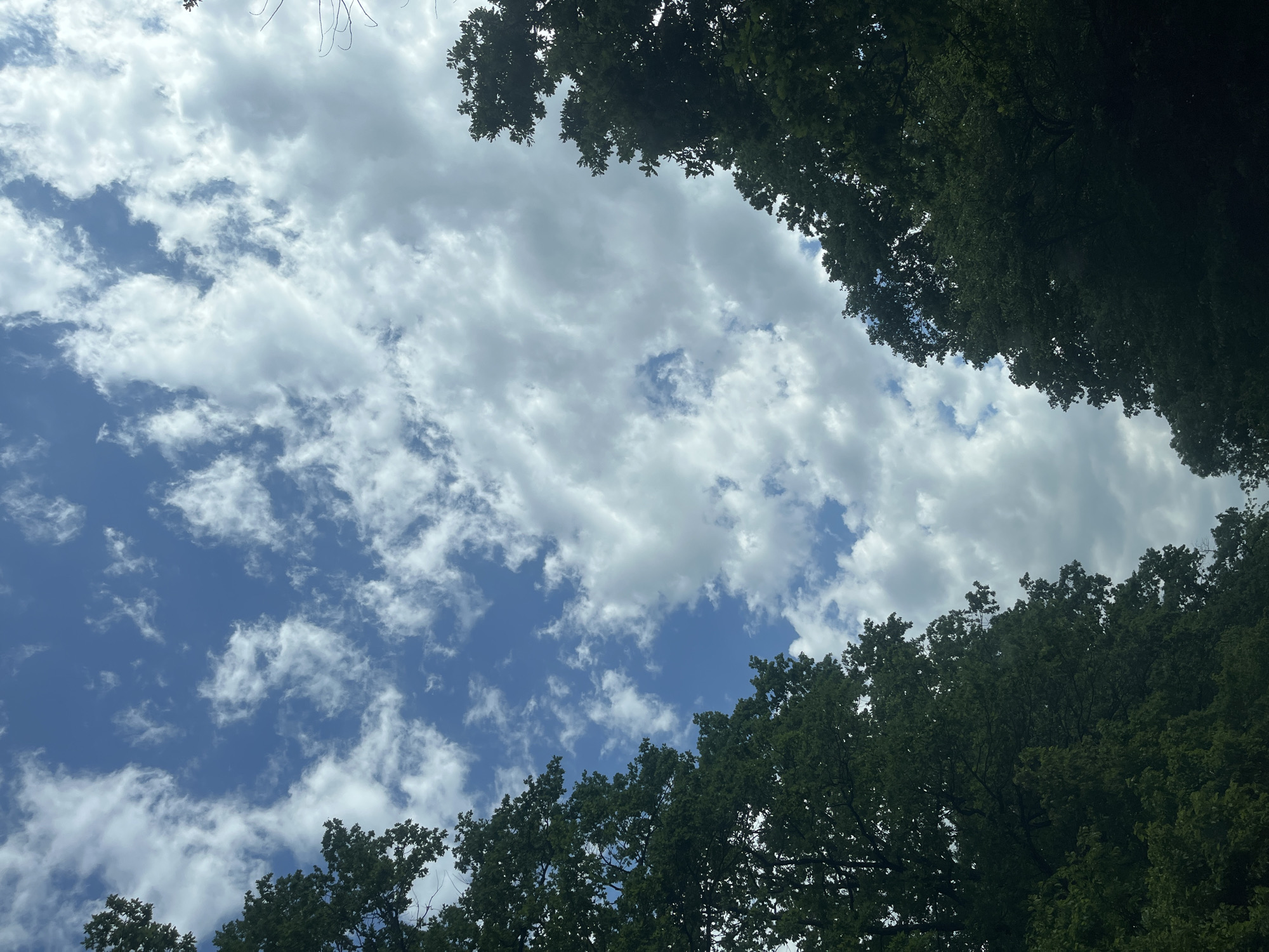 The image shows a view looking up at the sky, framed by trees on the top and bottom. The sky is blue with scattered, puffy white clouds. The trees have green leaves and form a canopy effect, partially obscuring the sky. The location is described as Saratovskaya, Russia.