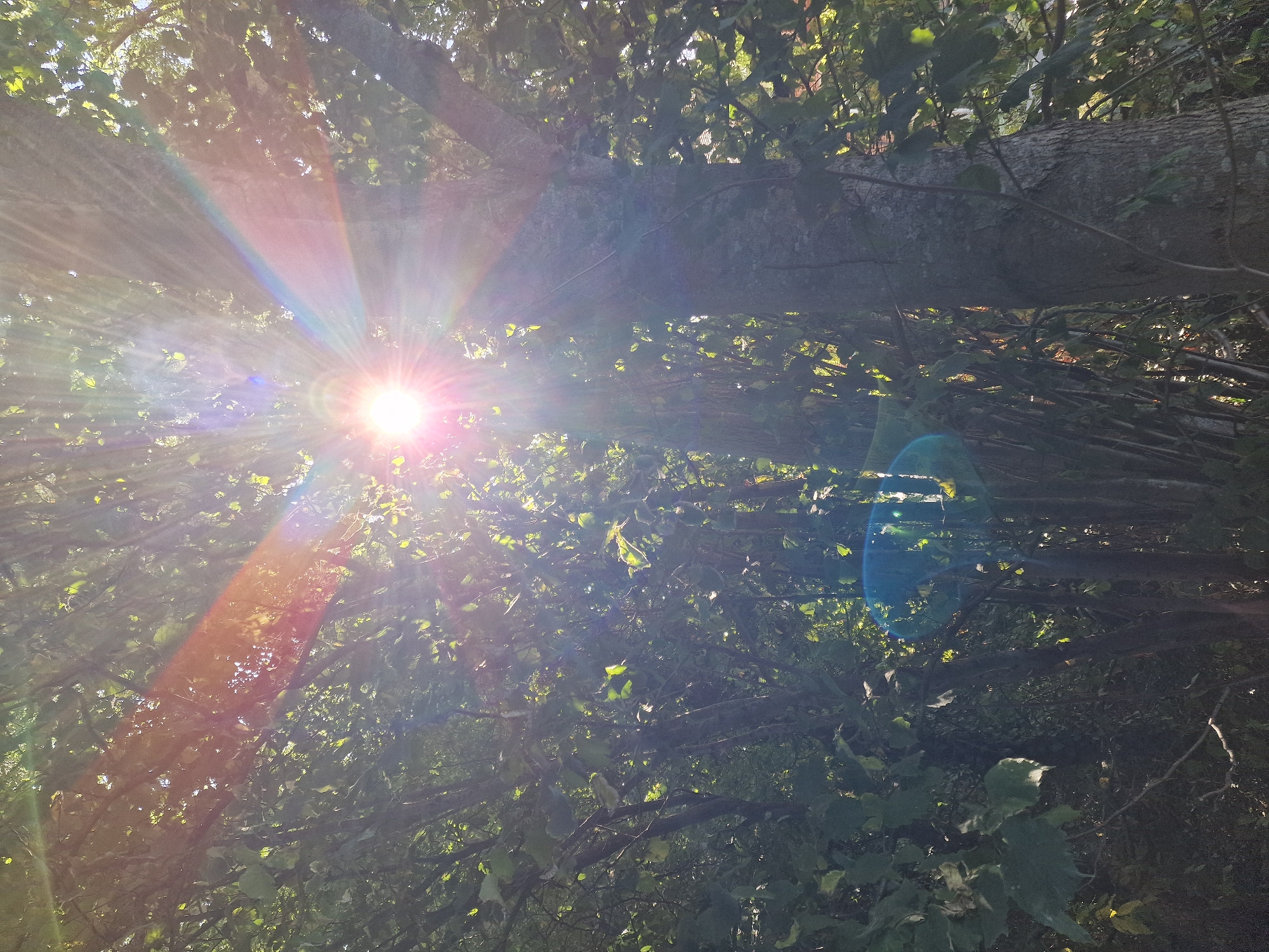This is a low-angle shot of a sunburst shining through the leaves of trees. The sun is located in the upper left quadrant of the image, emitting bright rays and lens flares that create a rainbow effect. The foliage is dense and green, with sunlight dappling through the branches. A thick tree trunk is visible on the right side of the image. The scene is outdoors, likely in a park or garden. There are no people or animals visible. The image appears to have been taken in Canterbury, United Kingdom.