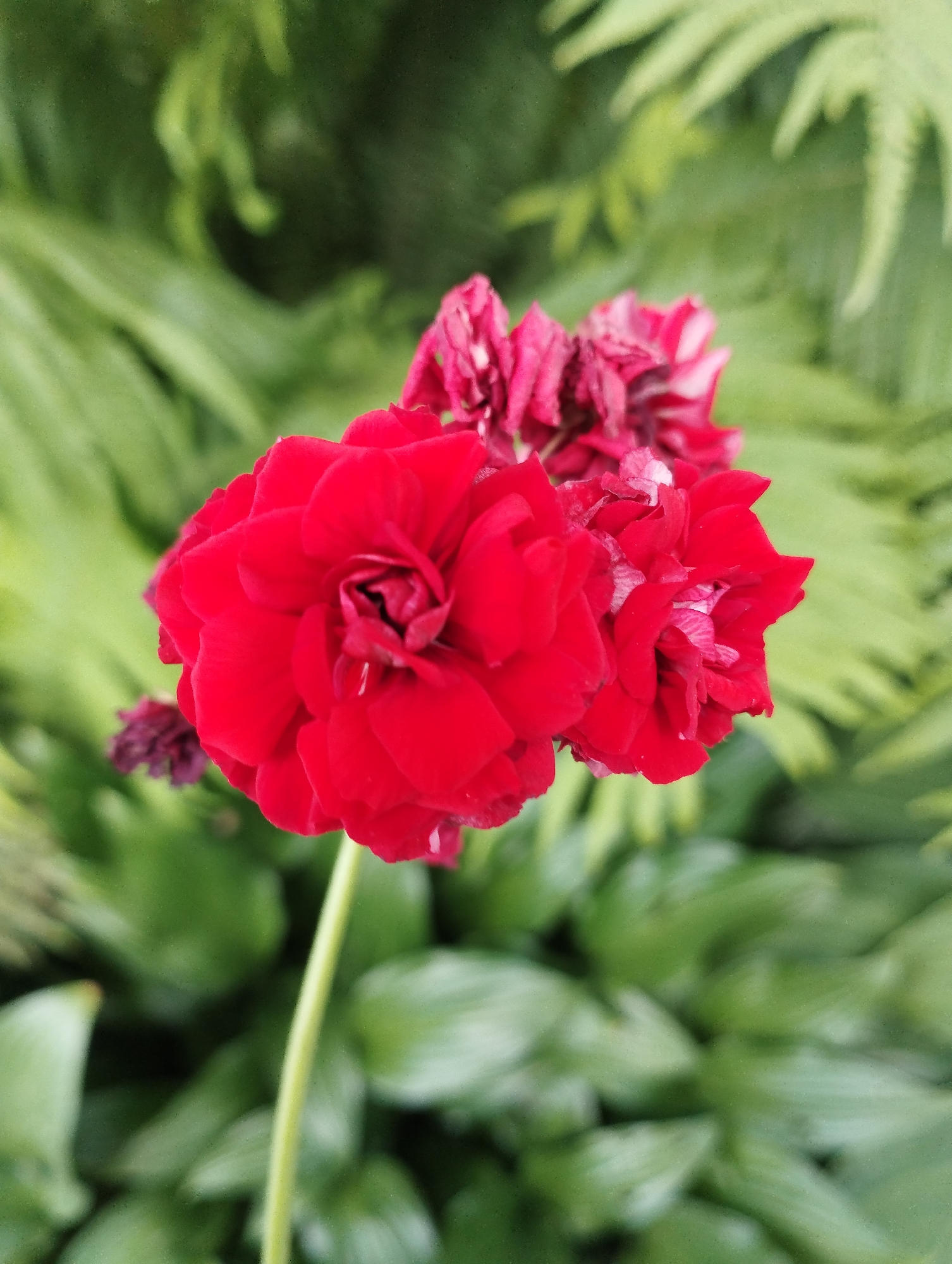 A cluster of bright red flowers is in sharp focus against a blurred background of green foliage. The flowers, with their numerous ruffled petals, are the primary subject. To the left of the main bloom, a few smaller, darker flower buds or spent blooms are visible. The stem of the largest flower is a pale green and extends downwards out of frame. The background consists of various green leaves, some appearing feathery and fern-like at the top, and broader, smoother leaves lower down. The lighting is soft, suggesting an outdoor setting, possibly a garden or park, but the specific location in "Unknown, Unknown" provides no further context.