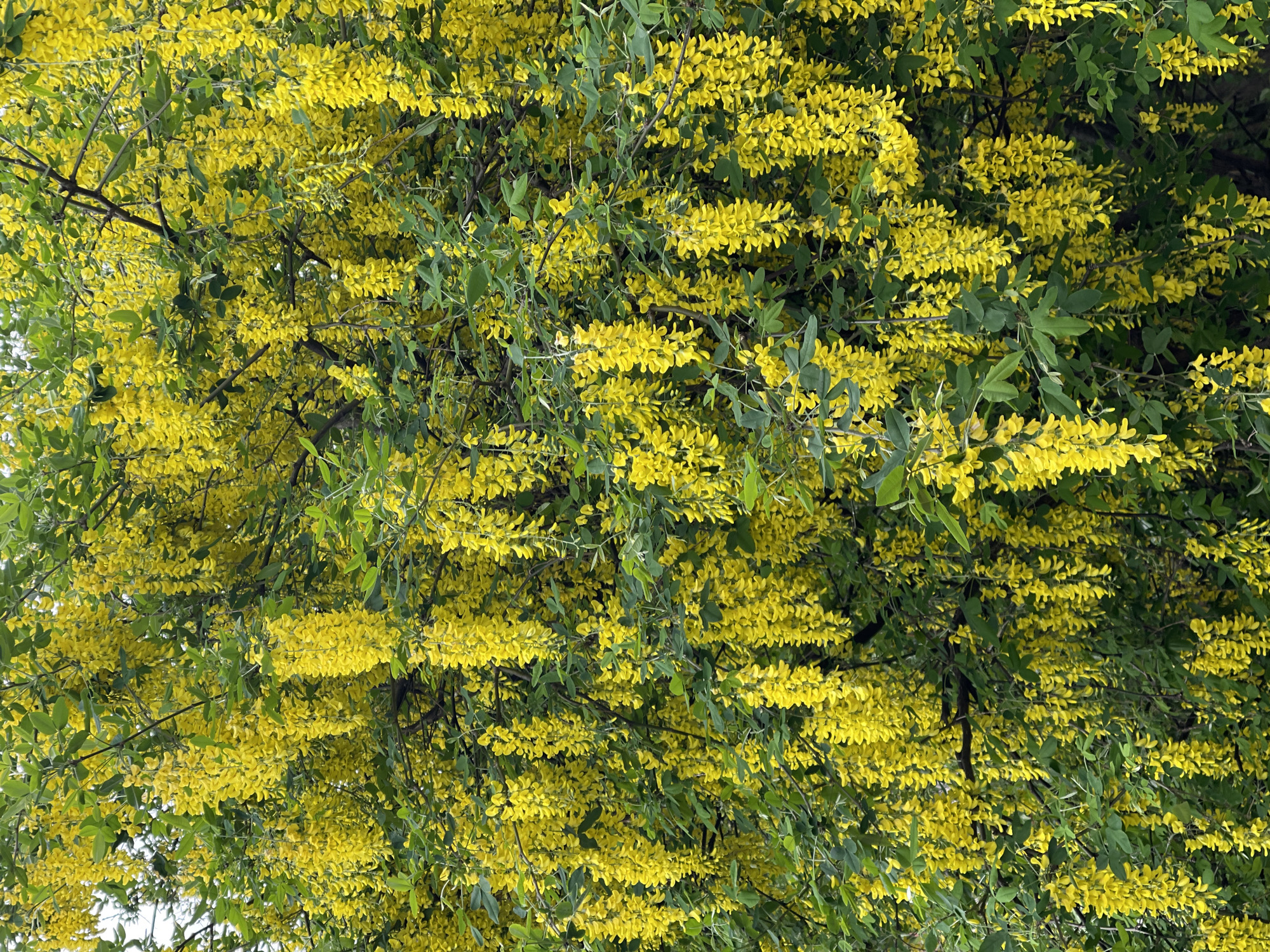 The image shows a tree with dense yellow flowers and green leaves. The abundance of blooms suggests it may be a Laburnum or Golden Chain tree. Location: Sofia, Bulgaria.