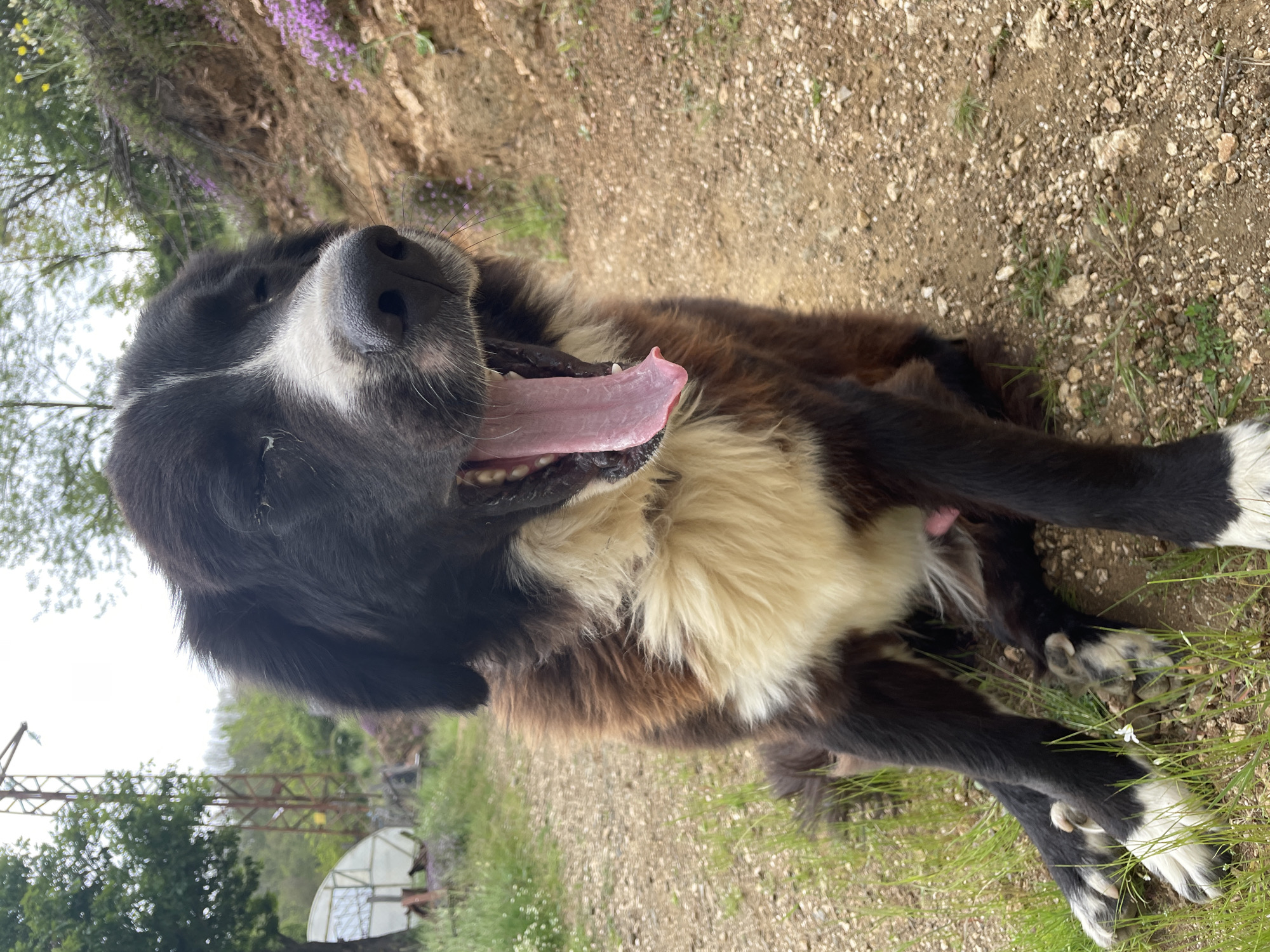 A large dog is lying down on a dirt path with grass and small white flowers growing along the edges. The dog has black and brown fur, with white markings on its chest, paws, and face. It has its mouth open, with its tongue hanging out. In the background, there are trees, vegetation, and a wire structure. There are also purple flowers on a hill. The image was likely taken in Zlatograd, Bulgaria.