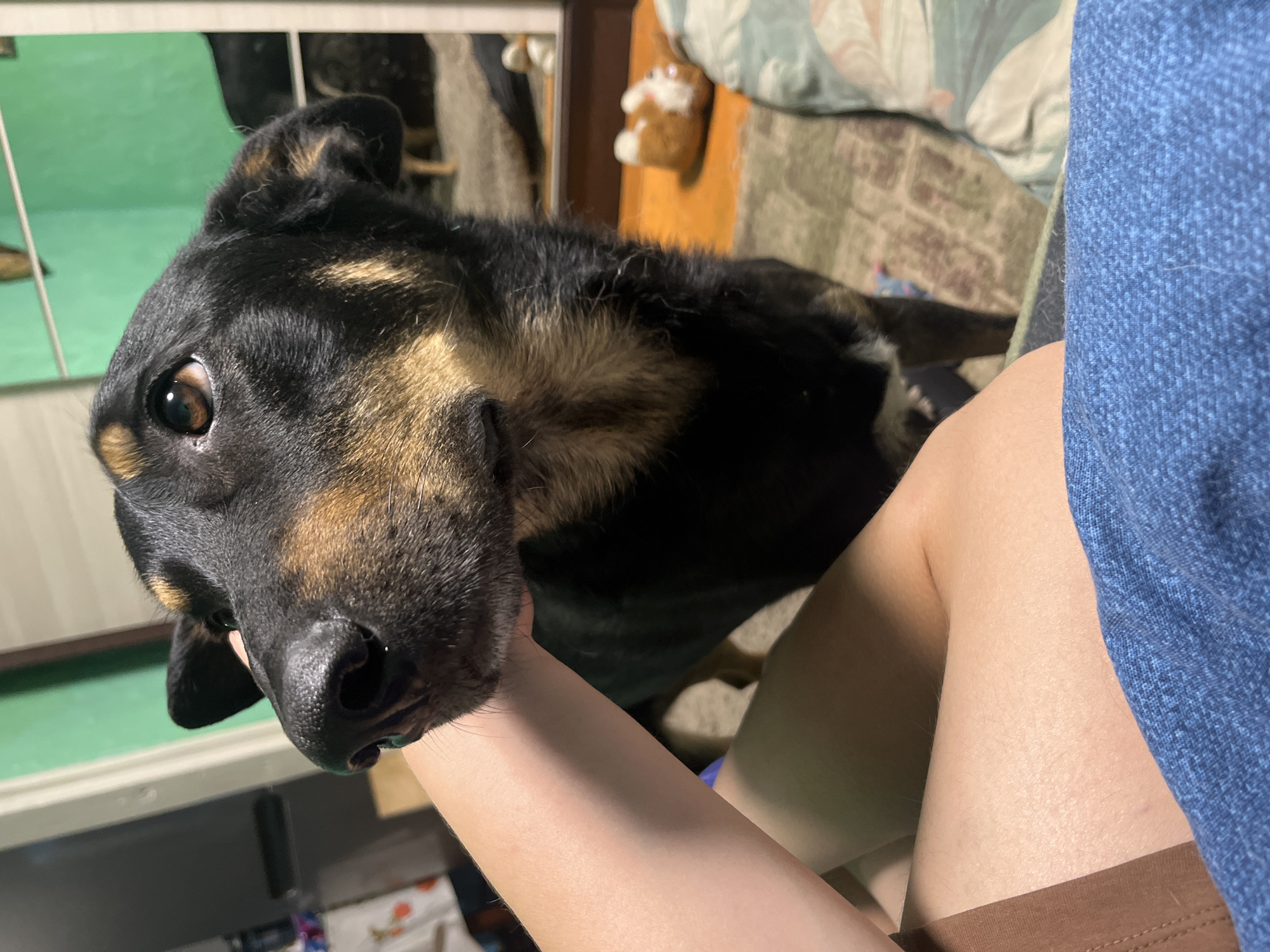 A close-up, eye-level shot shows a dog's face and a person's arm and legs. The dog, predominantly black with tan markings on its face and ears, looks towards the camera with an alert expression. Its right eye, a warm brown, is visible. The person's left arm, with light skin, is gently touching the dog's snout. The lower body of the person is visible, wearing blue jeans and a brown garment. The background suggests an indoor setting with a green wall, a mirror reflecting more of the room, and furniture covered with a patterned blanket. A stuffed animal toy is visible on the floor in the reflection. This image was captured in Nizhny Tagil, Russia.