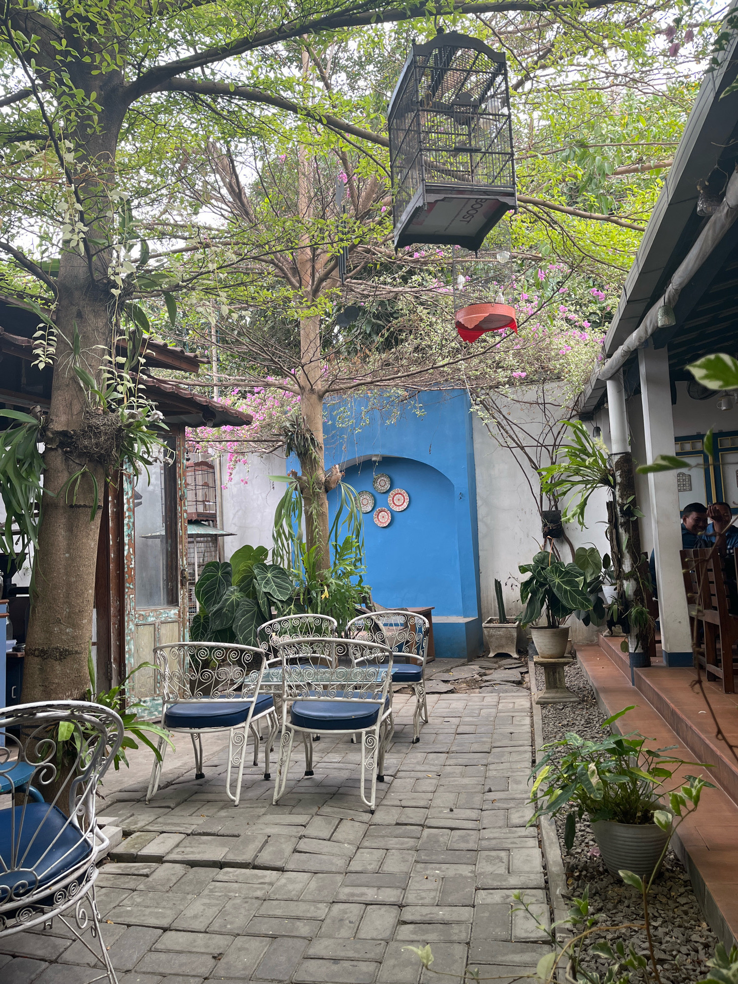 The image depicts an outdoor seating area, likely a cafe or restaurant, in Jember, Indonesia. The scene is characterized by a rustic and bohemian aesthetic, with lush greenery and a vibrant blue wall serving as a backdrop. Paved pathways wind through the area, bordered by potted plants and trees. Several white wrought-iron chairs with blue cushions are arranged around tables, suggesting a place for patrons to relax and dine. A prominent feature is a large birdcage suspended from a tree branch, adding to the unique ambiance. In the background, two men are visible, seated at a table under a covered walkway, implying the presence of customers. The overall atmosphere is one of tranquil outdoor dining, enhanced by the natural elements and decorative touches.