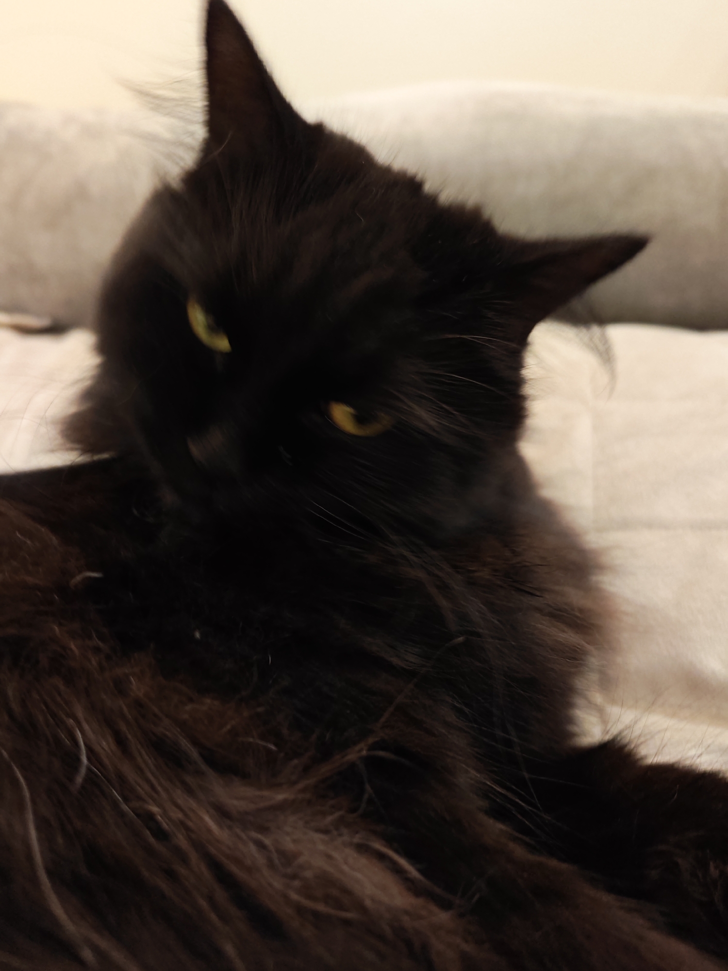 A black cat with bright yellow eyes is lying down on a light-colored, textured surface, likely a bed or sofa. The cat is the primary subject, positioned in the center of the frame. Its fur is long and appears somewhat disheveled, with strands fanning out around its head and body. The cat's head is tilted to its left, giving it a curious or attentive expression. The background is softly blurred, showing a light beige, upholstered surface. The lighting is dim, casting soft shadows and highlighting the cat's eyes. There is no indication of the city of Bataysk, Russia, or any other specific location within the image.