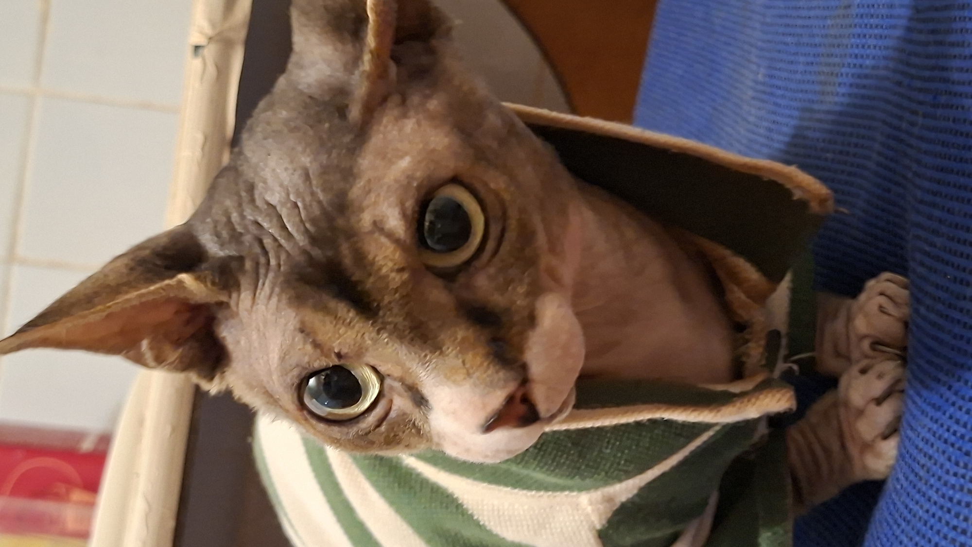 A close-up shot focuses on the face and upper body of a Sphynx cat. The cat is wearing a green and white striped sweater. Its large, round eyes are prominent, with one looking directly at the camera and the other slightly to the side. The cat's skin has a wrinkled texture, typical of the breed, and it has large, pointed ears. Its front paws are visible at the bottom of the frame, resting on a blue textured surface. The background is blurred, with hints of furniture and possibly a tiled wall. The scene appears to be indoors, likely in a residential setting within the Забалоцкі сельскі Савет, Belarus.