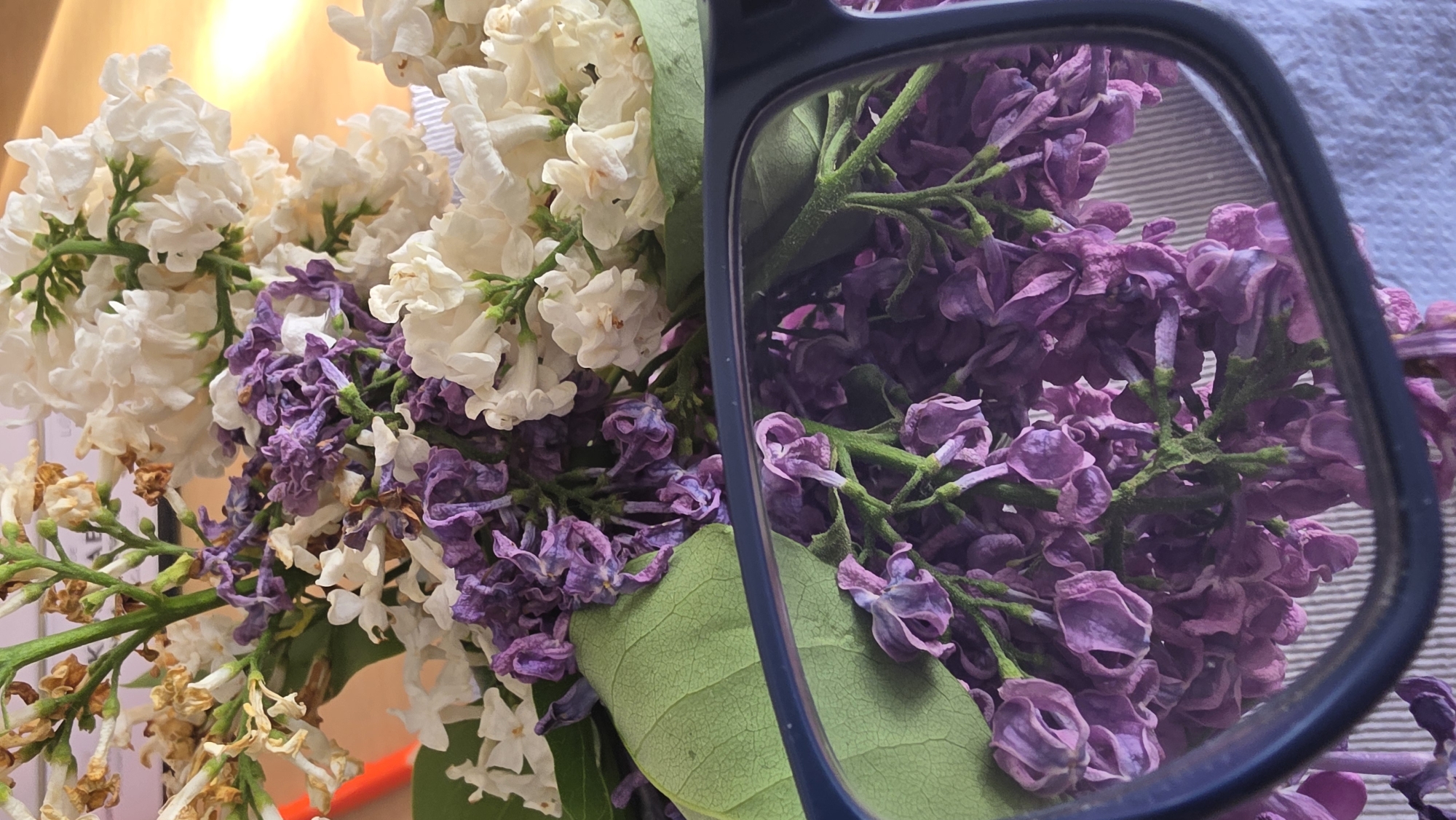 The image captures a close-up, slightly high-angle view of a bouquet of white and purple lilac flowers, partially framed by a pair of dark-rimmed glasses. The setting appears to be indoors, with a warm, soft light source visible in the background to the upper left of the main floral arrangement.
The left and central portions of the image display clusters of white lilacs alongside sprigs of purple lilacs. Many of the purple flowers, both directly visible and reflected, exhibit signs of wilting, with shriveled petals and faded colors. Some of the white flowers also show slight browning and dryness, indicating their age. Green stems and leaves are interspersed throughout the blossoms.
A pair of dark-framed glasses, likely dark blue or black, diagonally crosses the right side of the frame. The lens of the glasses acts as a reflective surface, magnifying and slightly distorting a section of the purple lilacs. The reflected flowers also appear wilted, showcasing their textured, shrunken petals against a subtle, light-colored striped background that differs from the direct background behind the flowers.
No people or visible text are present in the image. The scene is a still life, capturing the contrasting states of the flowers and an interesting interplay of direct view and reflection. The location context for this media file is Blagoevgrad, Bulgaria.