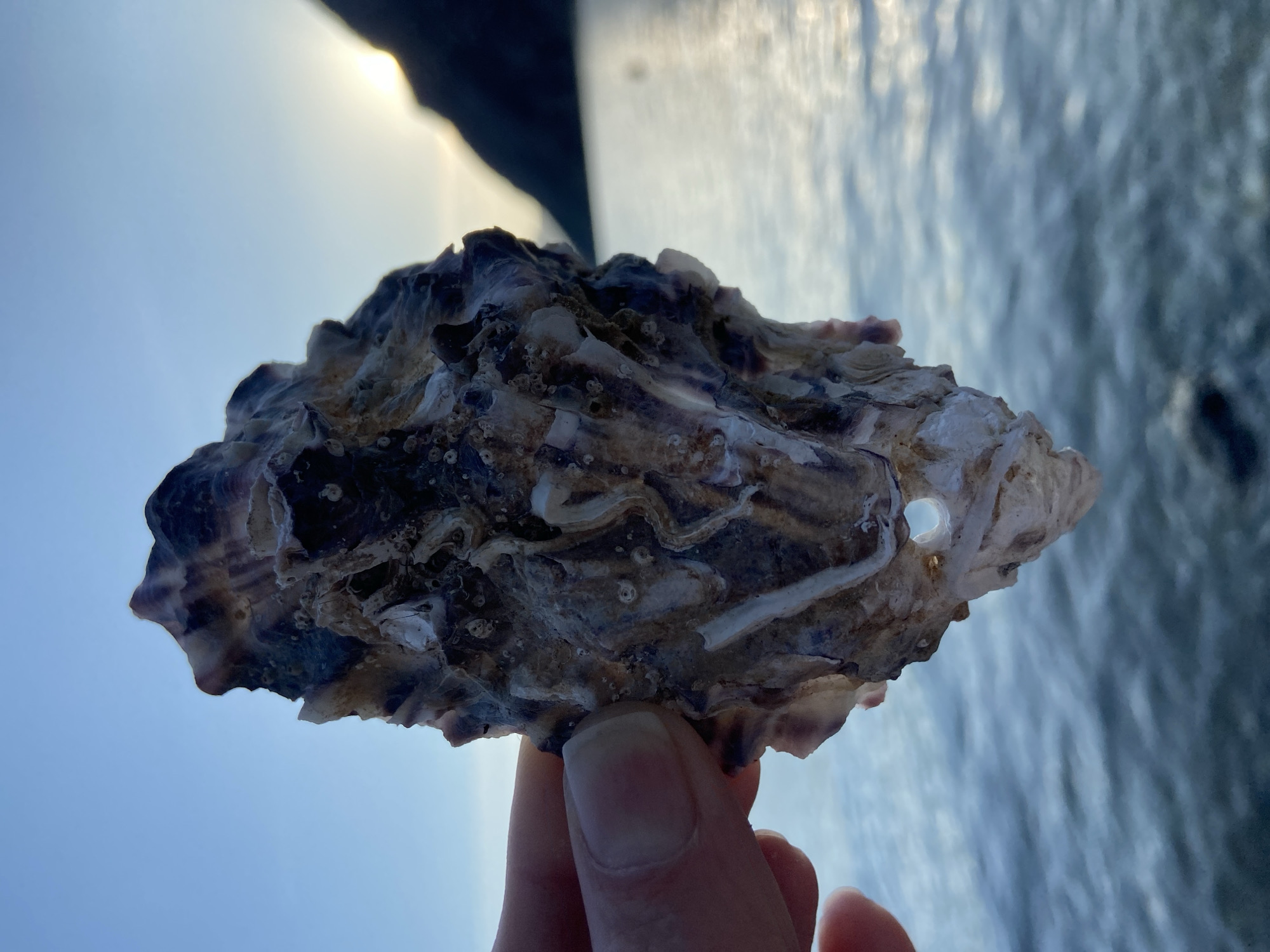 A hand holds an oyster shell against a backdrop of water and sky in Donji Orahovac, Montenegro. The oyster shell is prominently displayed, showcasing its rough texture and intricate patterns of whites, purples, and browns, with a distinct hole near its right edge. The hand, appearing light-skinned, grips the shell from below, partly obscuring the bottom portion. The background features the Adriatic Sea, its surface reflecting the sunlight, creating a bright, shimmering effect. The sky is predominantly light blue, with a silhouette of mountainous terrain visible in the upper left corner, partially obscuring the sun.