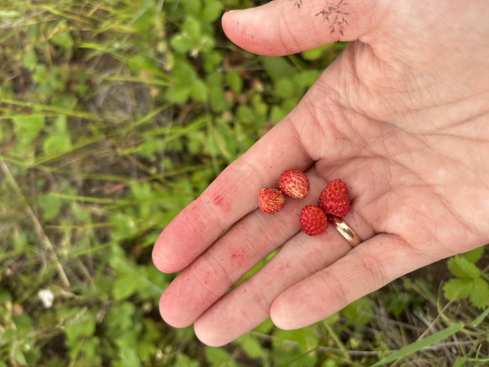 A close-up, overhead shot shows a person's open, right hand, displaying several small, red wild strawberries. The hand is slightly flushed, with some red residue visible on the fingers and palm. A simple gold ring is worn on the ring finger. The background is out of focus, showing green grass and foliage, suggesting an outdoor environment. There is no indication of the location being in the city of Курган, Russia.