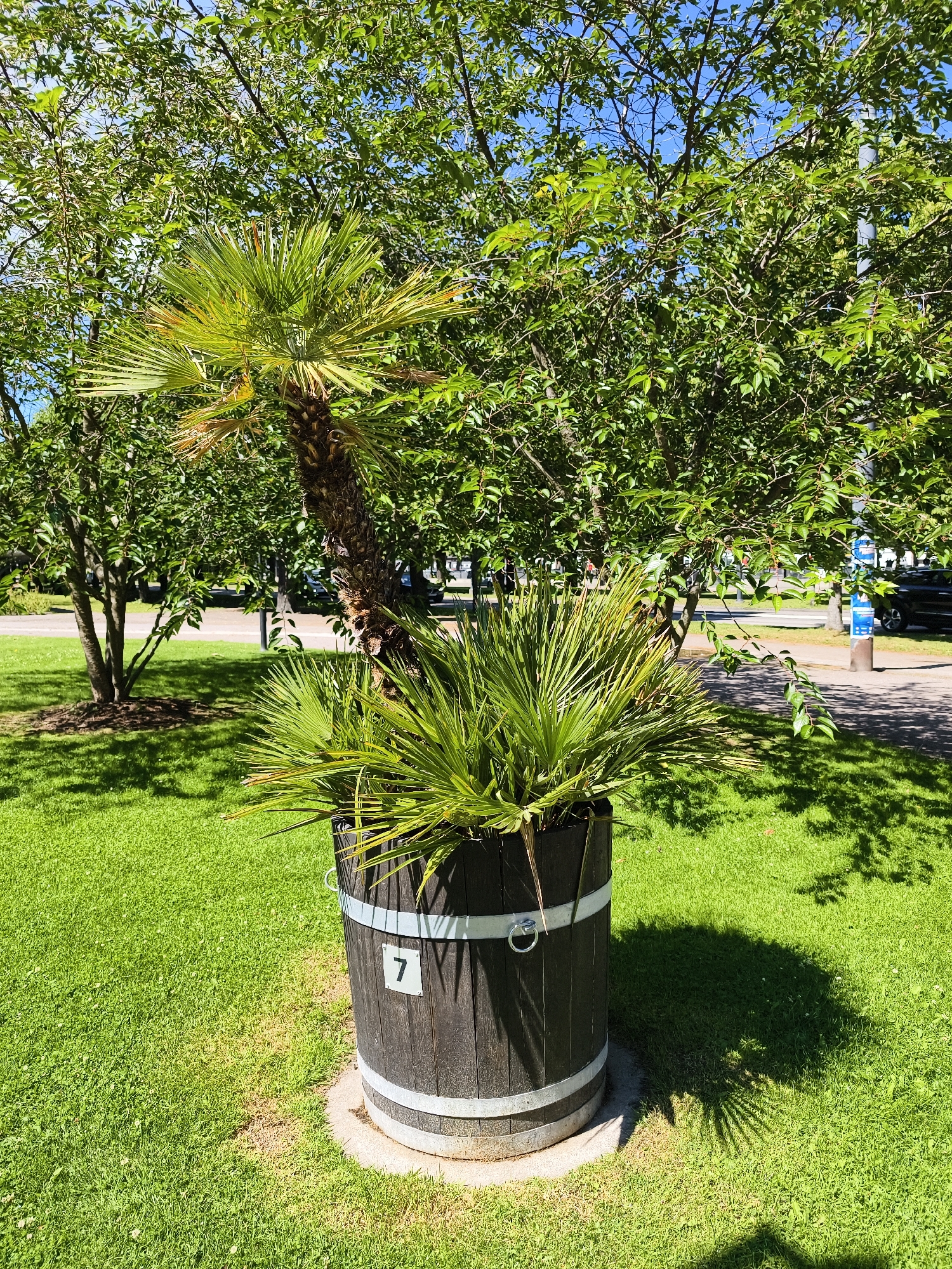 A palm tree is planted in a dark wooden barrel with metal bands. The barrel has a white plaque with the number "7" on it. The barrel is placed on a concrete base in a grassy area. Behind the palm tree, there are several leafy trees with green foliage. A paved area with a road and a sidewalk is visible in the background, with a car and a blue sign on a pole. The scene is outdoors on a sunny day. The location is likely a park or a public space within the city of Norrköping, Sweden.