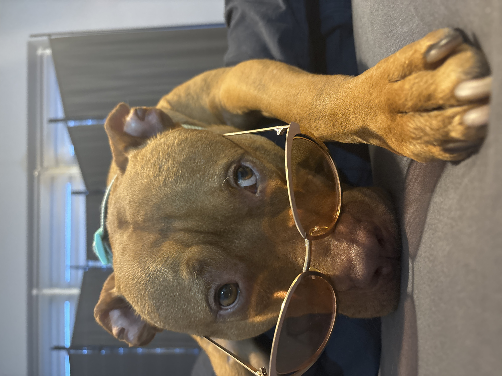 The image captures a light brown dog, likely a Pit Bull, seen from a rotated, portrait-style angle. The dog's head is prominent in the foreground, with its right eye looking directly at the viewer. It is wearing stylish sunglasses with slender golden frames and dark, possibly amber or brown, oval lenses, positioned over its snout. A hint of a light blue collar or harness is visible on the dog's left side, just behind its ear. One of the dog's paws, with visible nails, rests on a dark grey fabric surface, which also serves as the background for much of the image, suggesting a soft furnishing like a couch or bed. In the upper left background, a window with dark horizontal blinds and vertical light-colored elements is partially visible, indicating an indoor setting illuminated by natural daylight. The dog appears calm and slightly curious, with the sunglasses lending a humorous or "cool" effect to its pose. The indoor scene suggests a comfortable setting, likely a home in Sofia, Bulgaria, during daytime. No text is visible.
