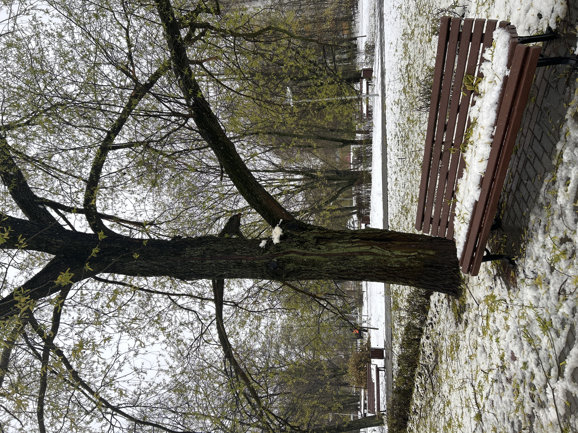 The image depicts an early spring scene in a park or public garden in Moscow, Russia, under an overcast sky. The scene shows a landscape grappling with a late snowfall amidst the emergence of spring foliage.
In the foreground, a large, mature tree with dark, gnarled bark stands prominently on the left. Its extensive branches, some bare and others adorned with small clusters of new green leaves and yellowish-green catkins, stretch across the frame, signifying the early stages of spring growth. The tree's textured trunk shows hints of moss or lichen.
To the right, a brown wooden slatted park bench with dark metal legs rests on a paved pathway. Both the bench and the ground around it are partially covered in a fluffy, cotton-like layer of snow. This fresh snow is notably intermingled with emerging green sprouts and scattered yellow-green catkins, creating a striking visual contrast between the white of winter and the nascent greens and yellows of spring.
Further into the background, more trees line the pathway, and additional benches are visible, also touched by the light snow. The sky is a bright, overcast white, suggesting a chilly, daytime environment. No people or visible text are present. The overall impression is one of a quiet, transitional period where lingering winter conditions meet the first signs of nature's renewal.