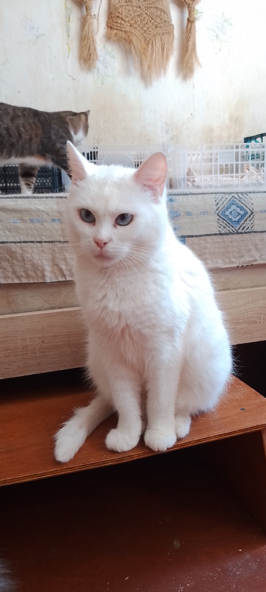 A white cat with striking blue eyes sits attentively on a wooden surface in an indoor setting. The cat is the primary subject, positioned in the center of the frame, facing forward. Behind the cat, there are hints of other elements within the room, including a patterned fabric or mat and a wire cage. To the left, another cat, predominantly grey and brown, is partially visible and out of focus, suggesting it is in motion or further in the background. The wall behind the cats appears to be wallpapered with a subtle floral pattern, and a macrame-like wall hanging is visible at the top of the frame. The lighting suggests a natural indoor environment, possibly a home. The image does not provide any information that would suggest its location in Belgorod, Russia.