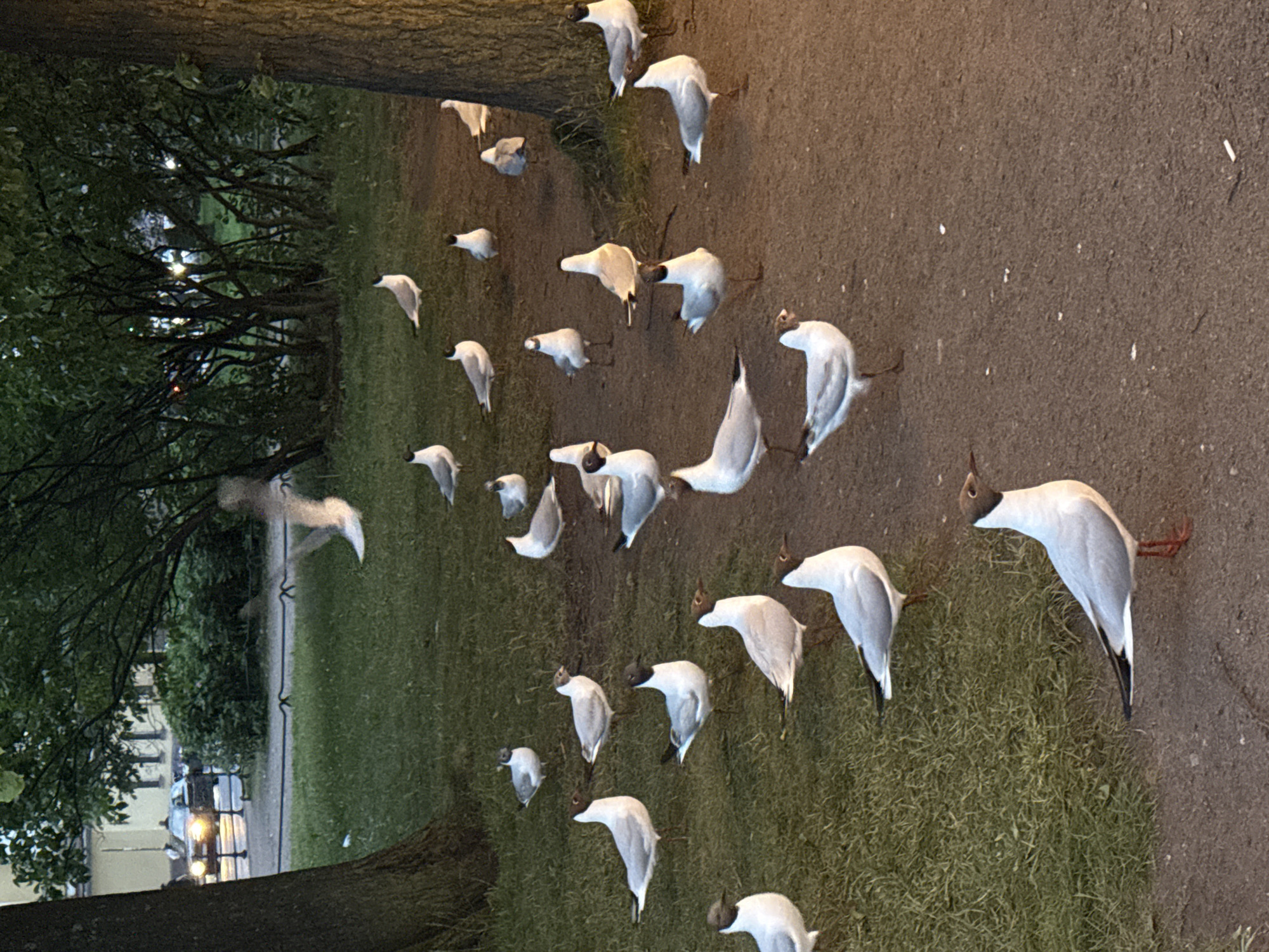 This image depicts a group of seagulls gathered in a park in Saint Petersburg, Russia. The park appears to be a public space with trees, grass, and a paved pathway. Several seagulls are visible on the grass and the path, some standing, some appearing to be walking or about to fly. A blurred figure of a seagull in flight is visible in the upper middle portion of the image. In the background, there are trees with lush foliage, and beyond that, buildings and streetlights are faintly visible, suggesting an urban environment. The lighting suggests it is either early morning or late evening. A car is visible in the distance on a street bordering the park. There are no humans clearly depicted in the image. The scene is typical of a park in a city where wildlife, such as seagulls, congregates.