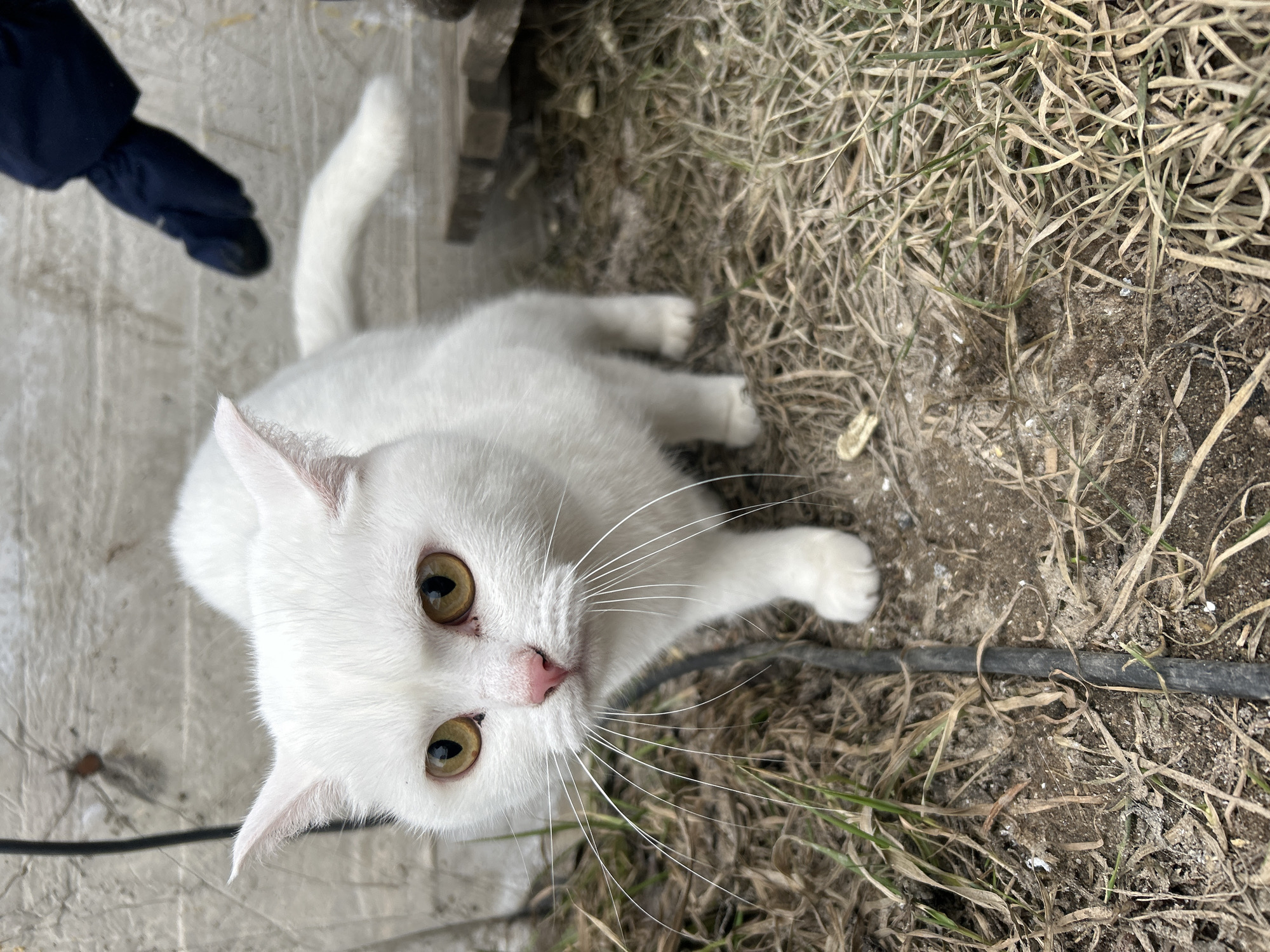 A white short-haired domestic cat with yellow-amber eyes and a pink nose is positioned centrally, looking directly forward. Its long, white whiskers are splayed. To the upper left, a dark brown spider with long legs is visible on a light-colored, textured concrete wall, alongside a vertical black cable. From the upper right, a human hand covered by a dark blue glove or mitten extends into the frame, positioned above the cat's hindquarters. The ground consists of dry, matted brown grass, exposed soil, and sparse green grass blades. A thin black cable runs horizontally across the ground in the lower center. Small white debris particles are scattered on the ground. Wooden planks are partially visible on the ground to the lower right. The scene is outdoors in Chaikovsky, Russia.
