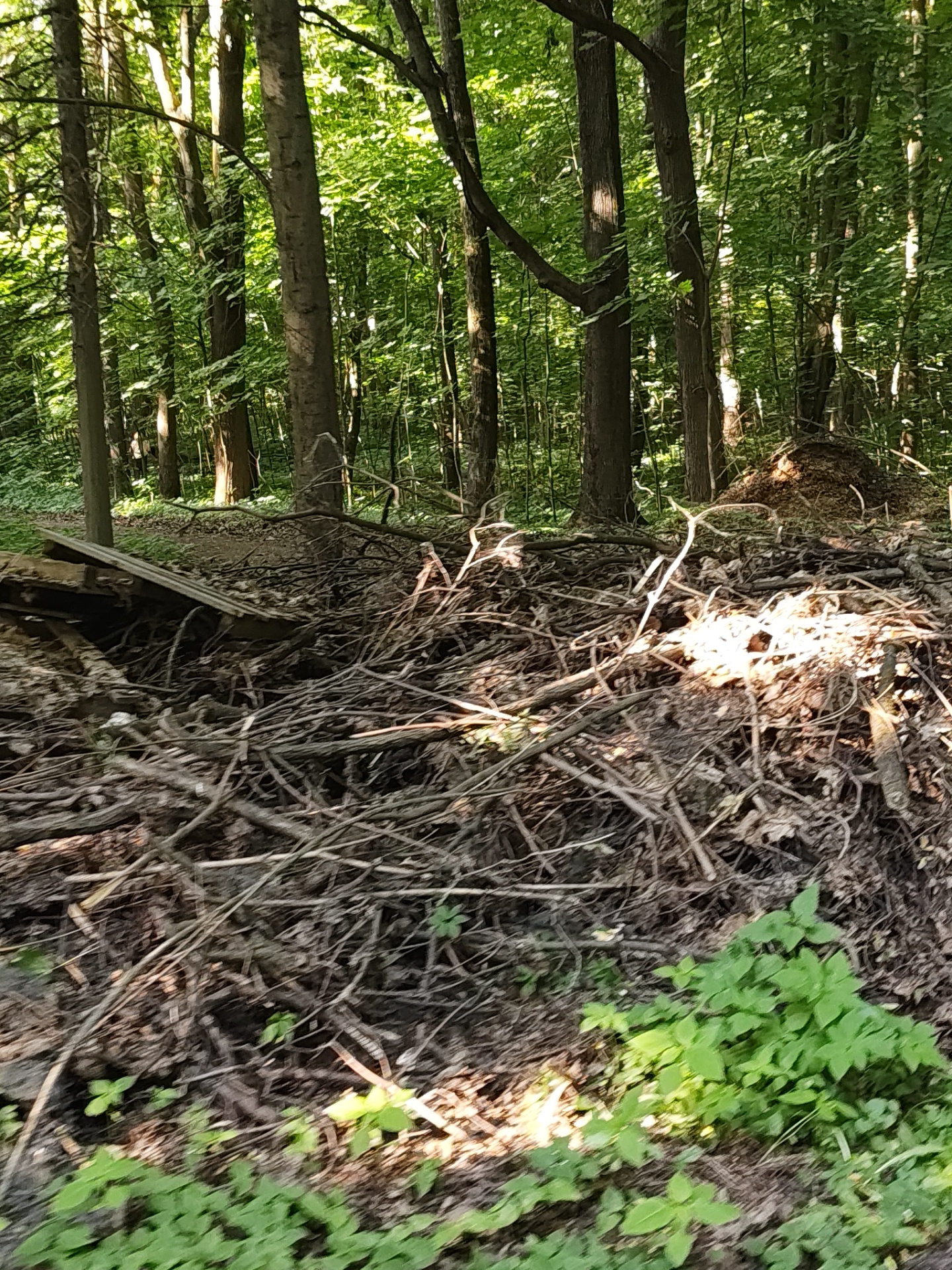 This image captures a wooded landscape in Быково, Russia, presenting a dense accumulation of organic debris in the immediate foreground. This debris consists primarily of dry branches, twigs, and fallen leaves, forming a substantial pile that occupies the lower half of the frame. To the left of this pile, a segment of corrugated material, appearing to be metal or wood, lies partially integrated with the natural debris. Minimal green ground cover vegetation is visible along the bottom edge of the image.
In the midground, a smaller, conical mound of earth or organic matter is discernible to the right, behind the main brush pile. The background reveals a mature forest characterized by numerous tall tree trunks and a thick canopy of vibrant green foliage. Sunlight penetrates the overhead leaves, casting distinct bright highlights on various parts of the scene, including the tree trunks and sections of the debris pile.
A human figure, clad in light-colored attire, is faintly visible in the upper-left background, positioned amongst the trees. The figure appears to be standing or moving slowly, but specific actions or interactions are not discernible. The scene depicts a natural outdoor environment under bright, dappled sunlight conditions.