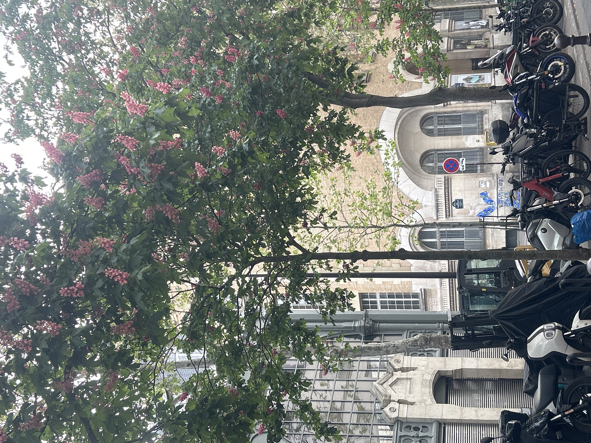 The image depicts a street scene in an urban setting, with a row of parked motorcycles and scooters along the right side. The vehicles are of various types and colors, and some are covered. A large tree with pink flowers dominates the left side of the frame, partially obscuring the view of the buildings behind it. The buildings exhibit a mix of architectural styles, with some featuring arched windows and ornate facades. One building has a sign prohibiting parking, and another displays what appears to be religious artwork. The overall environment suggests a European city, with a combination of historical architecture and modern transportation.