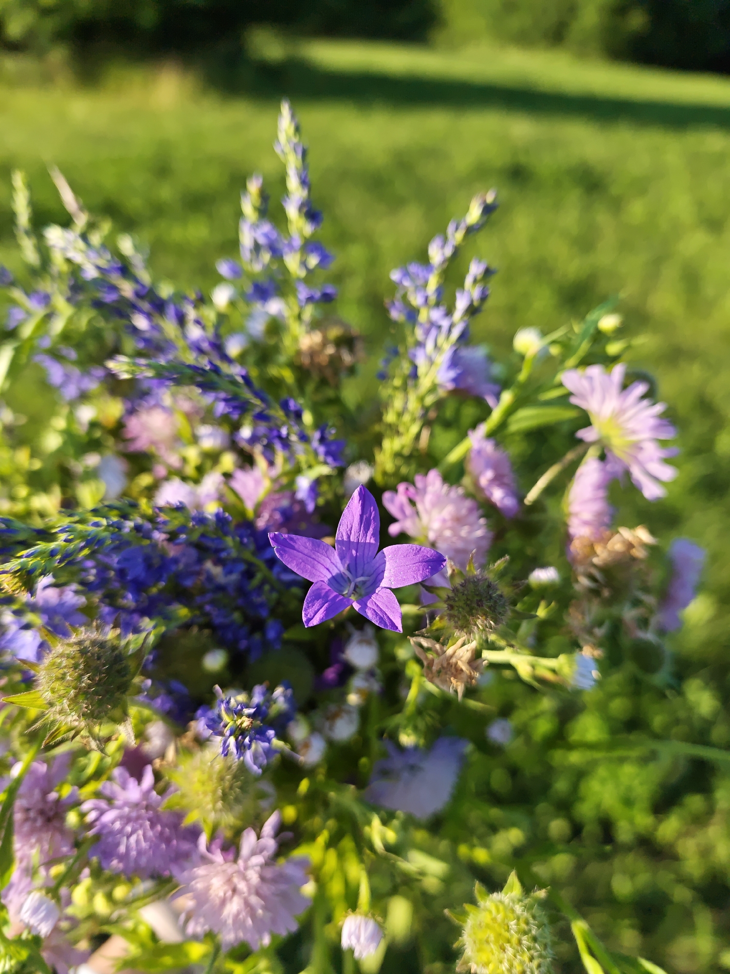 This is a close-up, vertical, outdoor, eye-level, full shot of a bouquet of wild flowers. The flowers are predominantly in shades of purple and pink, with some white and yellow accents, set against a blurred green background of grass and foliage. The bouquet is composed of various types of flowers, including a prominent purple bell-shaped flower in the center, various spiky and fluffy pink and purple blooms, and thin stalks of smaller purple flowers. The lighting suggests it is late afternoon or early evening, with warm sunlight illuminating the flowers and casting soft shadows. The overall impression is one of a natural, rustic arrangement of wildflowers, likely gathered from a field or meadow. The location is Parkhomivka, Ukraine.