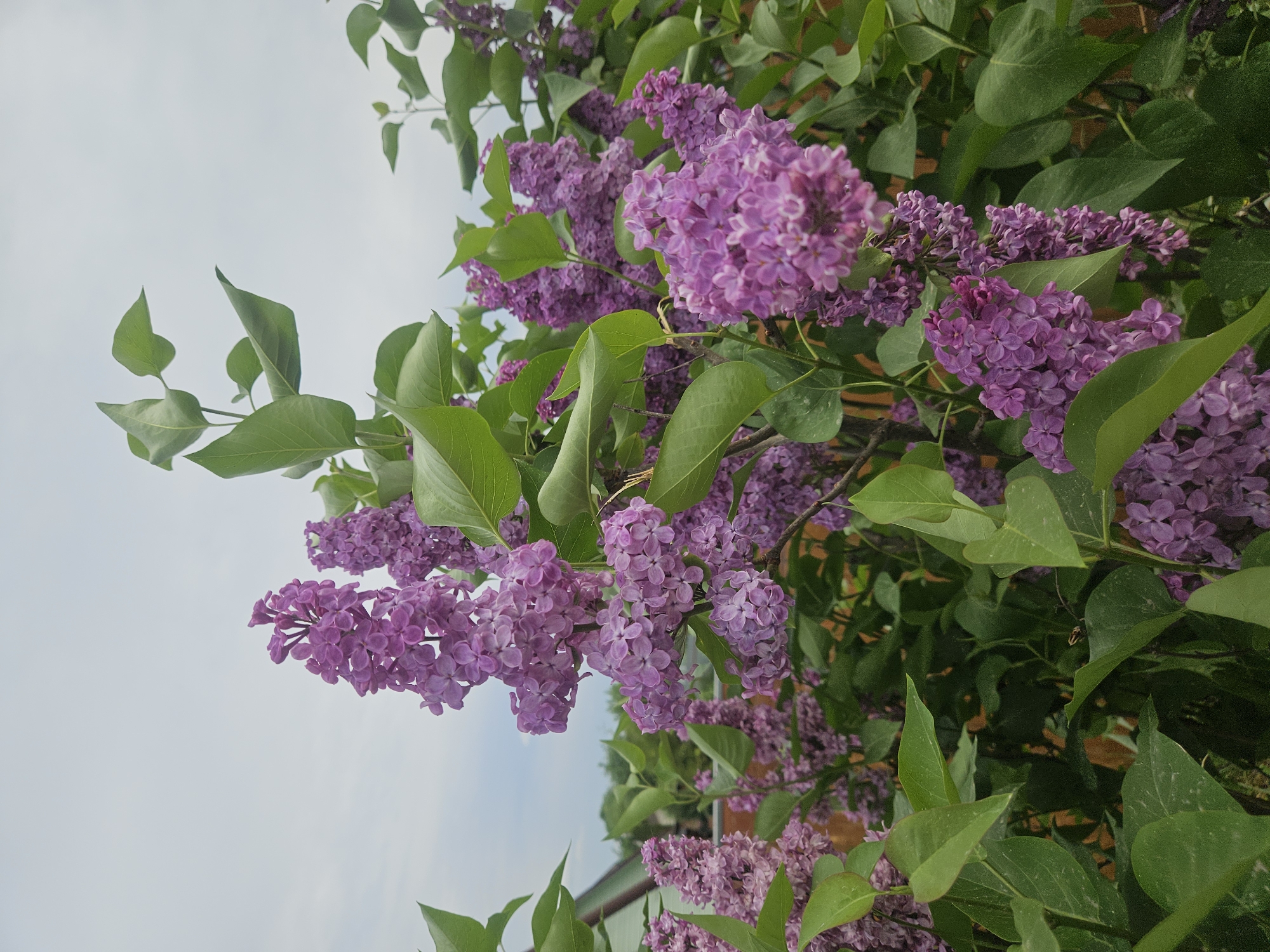 A close-up, slightly upward-angled shot shows clusters of purple lilacs interspersed with green leaves against a pale sky. The lilacs are in full bloom, with individual flowers densely packed within the clusters. Some leaves are prominently displayed, while others are partially obscured by the flowers. The setting appears to be outdoors. Based on the prompt's location, it is assumed the photo was taken in Посёлок комбината стройматериалов-1, Russia.