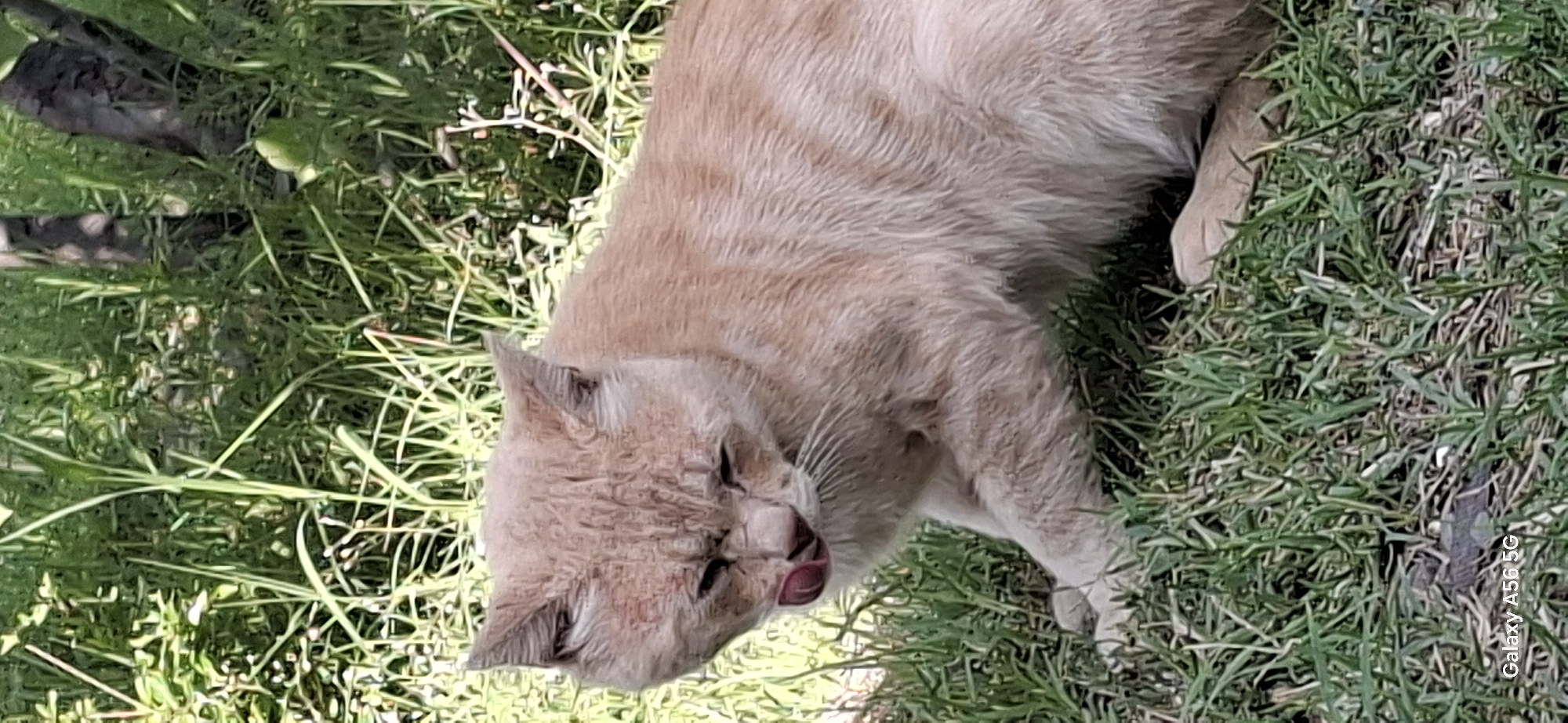 A ginger cat is sitting on the grass, licking its mouth, with its eyes closed. The cat is light orange with darker orange stripes. It is outdoors in a grassy area with some trees in the background. The image was taken in Tbilisi, Georgia.