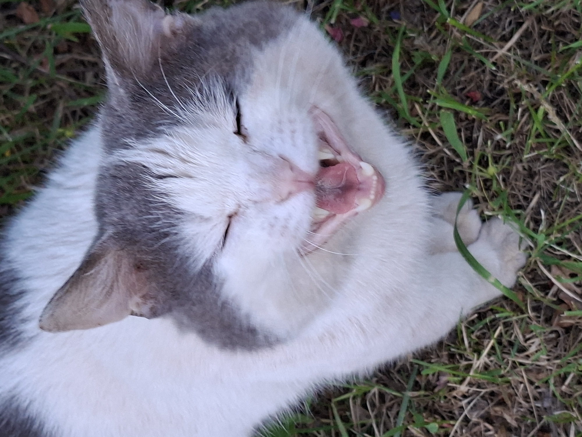 The image shows a close-up, high-angle shot of a white and gray cat lying on grass. The cat has its mouth wide open, revealing its tongue and teeth, in what appears to be a yawn or a loud meow. Its eyes are closed. The cat is positioned in the center of the frame, with the grass forming the background. No specific location in Karsha, Russia, can be identified from the image.
