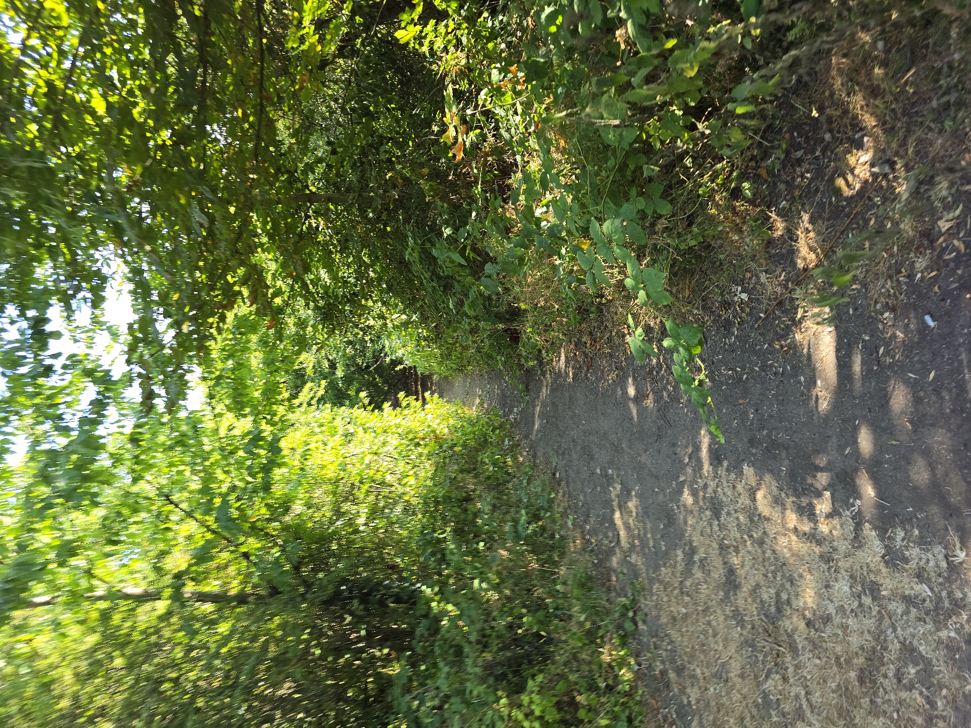 The image shows a dirt path winding through a dense, green woodland area. The path is narrow and uneven, with dry grass and fallen leaves scattered along its edges. Sunlight filters through the canopy of trees, creating dappled shadows on the ground. The trees on either side of the path are lush and overgrown, with thick foliage. There are no people or man-made structures visible in the image. The scene suggests a secluded natural setting.