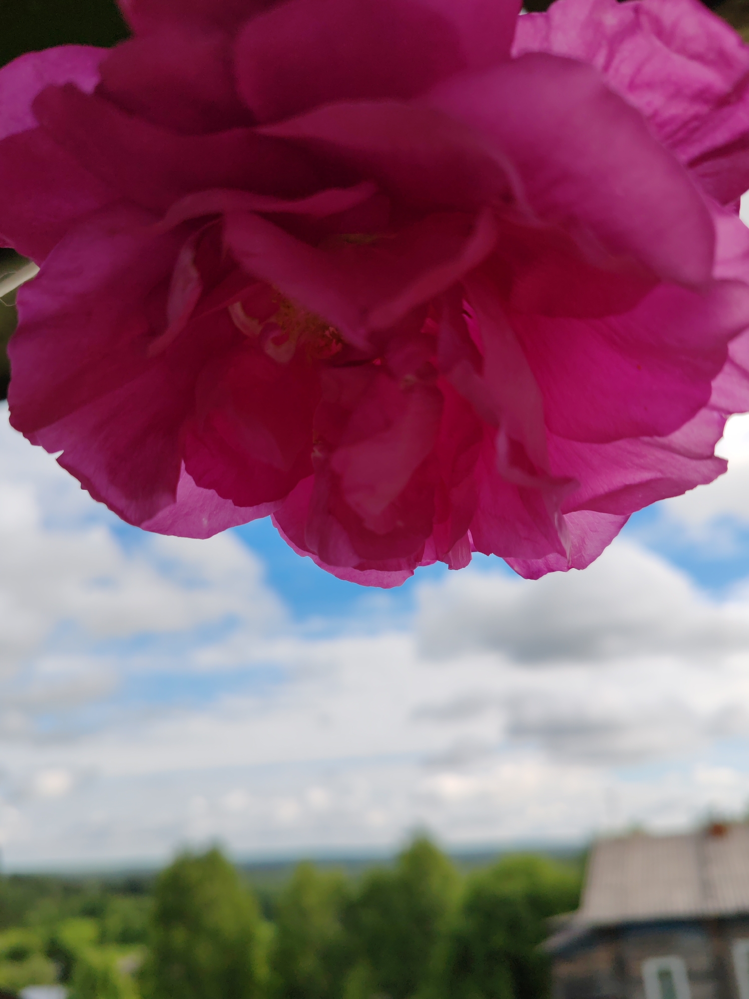The image is a close-up, low-angle shot of a bright pink flower, likely a peony, with its petals filling the upper portion of the frame. The flower is slightly out of focus in some areas, emphasizing its soft texture and vibrant color.
In the background, a blurred landscape is visible. The sky is a mix of blue and white clouds. Below the sky, a distant horizon shows a line of green trees and what appears to be a rural or suburban area. On the right side of the background, a portion of a building, possibly a house with a light-colored roof and dark siding, is discernible.
The image was taken in Чухлэм, Russia, as indicated by the metadata. The overall impression is one of natural beauty and a peaceful outdoor setting.