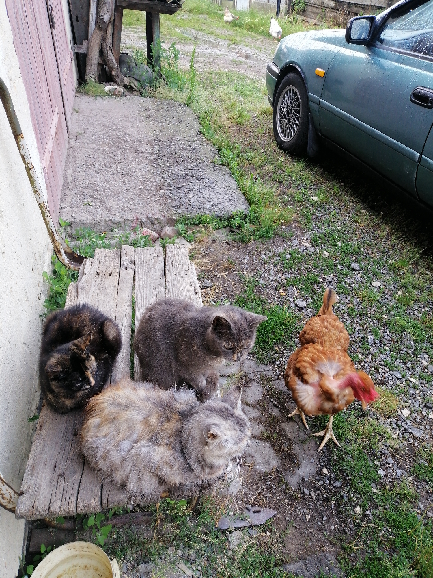 In Lanivtsi, Ukraine, on a cloudy day, three cats are gathered on a weathered wooden bench. One cat, a tortoiseshell, is curled up on the left side of the bench. Next to it, a grey and tortoiseshell cat is resting, facing towards the right. A third cat, predominantly grey, is positioned further to the right on the bench, looking down and to the left. Beside the bench, on the ground, a reddish-brown chicken with a bare red neck stands facing away from the camera, looking towards the right. The scene appears to be in a rural or semi-rural setting, with a dirt and gravel ground covered in patches of grass. To the left, a portion of a building with a wooden door is visible, along with some rough lumber and greenery. In the background, to the right, the rear quarter panel and wheel of a dark teal sedan are visible.