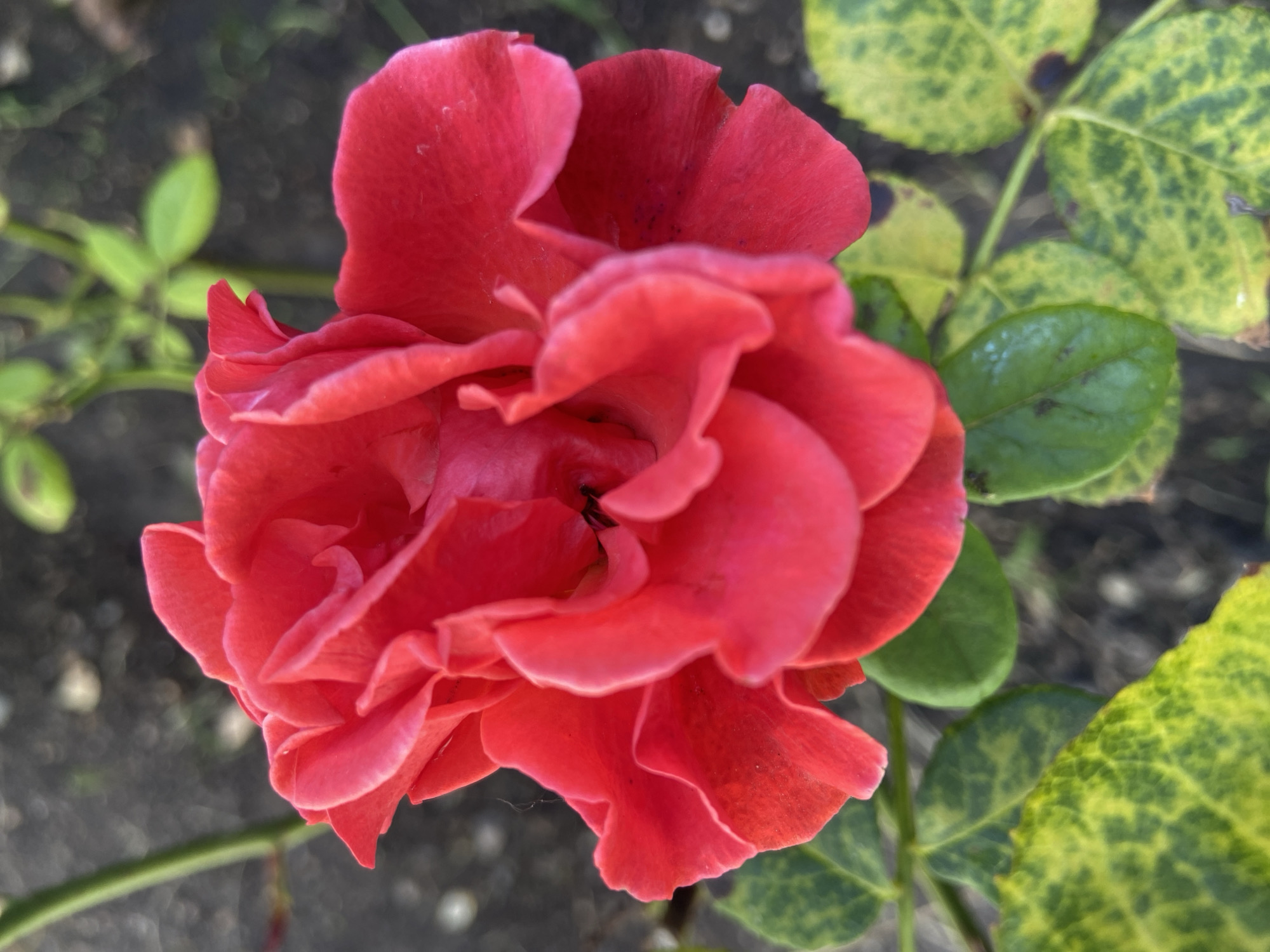 A close-up, eye-level shot shows a vibrant red rose in full bloom. The rose's petals are tightly packed and exhibit a soft, velvety texture with subtle variations in shade. Sunlight highlights the delicate curves and edges of the petals, creating a play of light and shadow. A small, dark insect is visible near the center of the flower. The rose is situated among green leaves, some of which are speckled with yellow and brown, suggesting they may be nearing the end of their cycle or have a slight deficiency. The background is softly blurred, depicting dark soil and hints of green foliage, indicating an outdoor setting. The image does not provide specific information about its location in Stavropol, Russia.