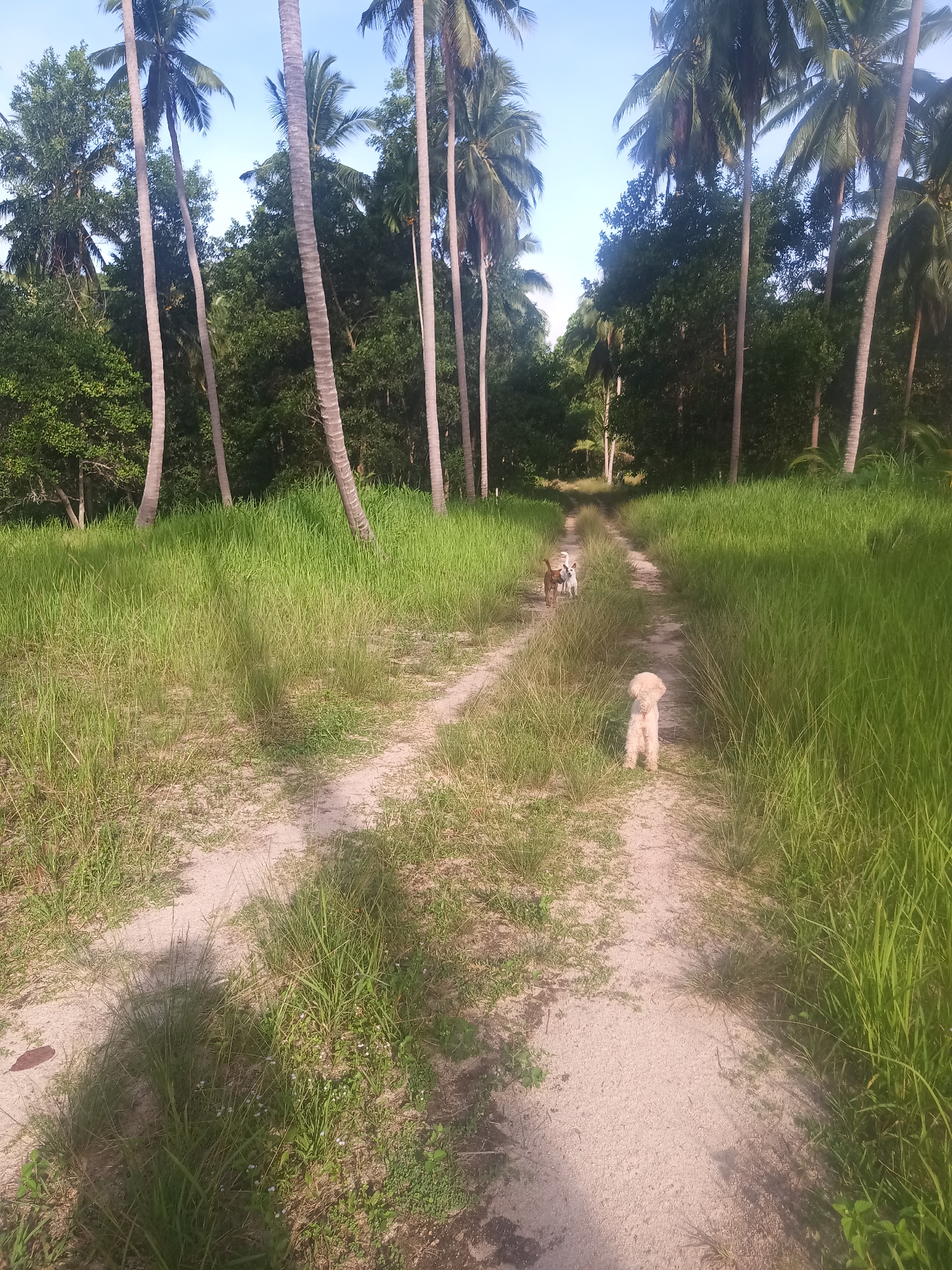 The image depicts a sandy path in Baan Thong Nang, Thailand, flanked by tall grass and palm trees. Three dogs are visible on the path. One tan-colored poodle is standing closer to the camera, while two other dogs are further down the path. The sky is blue and mostly clear. The scene is sunlit.