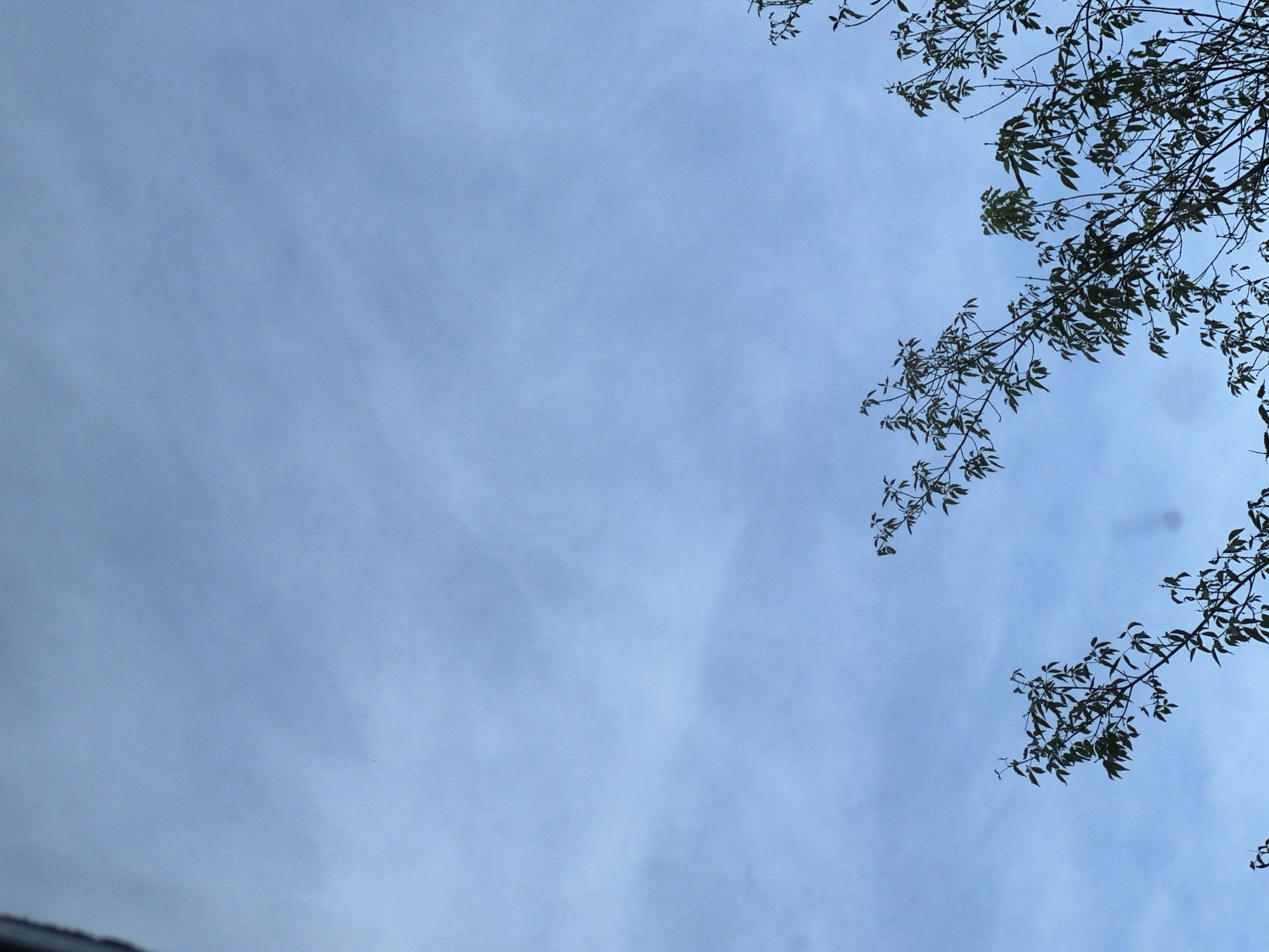 This image depicts a clear blue sky with thin, wispy clouds. Silhouetted against the sky are the branches and leaves of several trees, appearing dark green. The foliage is dense in some areas and sparse in others, suggesting a natural or park-like setting. The angle of the shot is upward, looking towards the sky from below the tree canopy. The overall impression is one of a peaceful outdoor scene, possibly taken during the daytime. Without further information or visual cues, it is impossible to pinpoint the exact location in Warsaw, Poland.