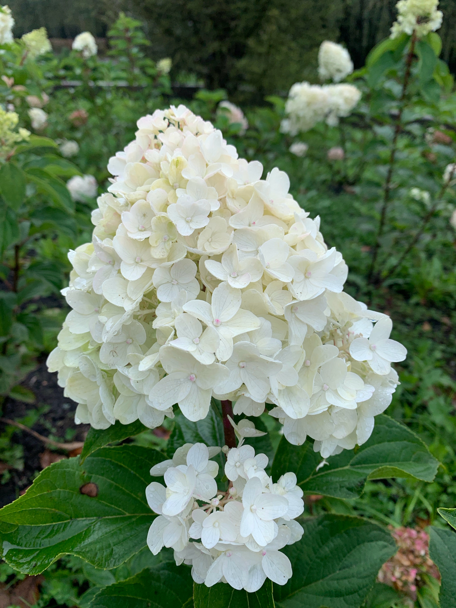 The image shows a close-up of a cluster of white hydrangeas with water droplets on their petals, suggesting recent rain or dew. The flowers are detailed and textured, with some appearing more mature than others. In the background, more hydrangeas and green foliage are visible, creating a soft, blurred effect that emphasizes the foreground subject. The overall setting appears to be a garden or park, with a natural and slightly overcast atmosphere. There are no people or man-made structures prominently featured in this specific view. The image does not provide any information that would allow for localization in Prokopyevsk, Russia or any other specific city.