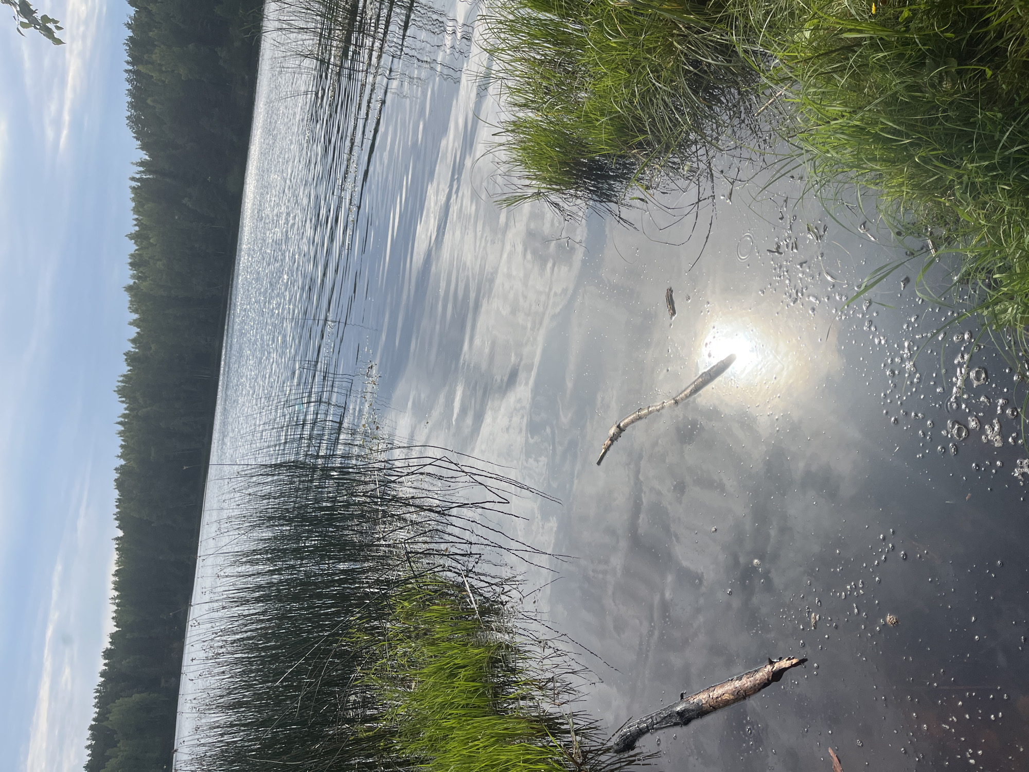 This image depicts a serene natural scene of a lake at Pillapalu, Estonia. The foreground is dominated by dark, calm water reflecting the sky and a dense forest on the opposite shore. Reeds and green grass grow along the edge of the water. A few fallen branches are partially submerged or floating on the surface. The sun is visible as a bright, shimmering orb on the water, creating a halo effect. The sky above is partly cloudy, with patches of blue sky visible. The overall impression is one of peaceful, undisturbed nature. There are no people or animals visible in the image.