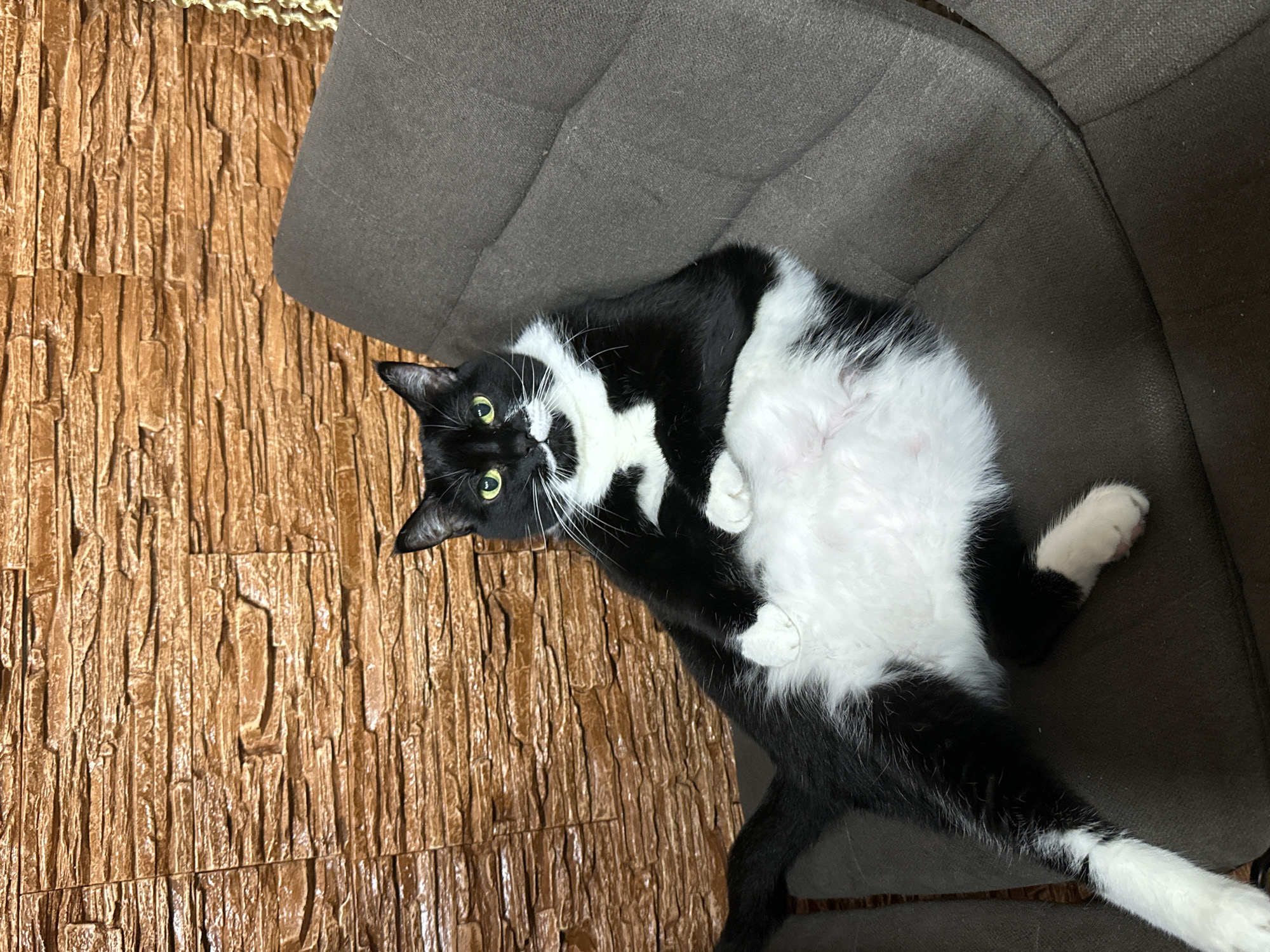 A black and white cat is lounging on a brown sofa in front of a textured brown wall. The cat is facing the camera, with its paws resting on its belly. Its eyes are open and it has a white mustache-like marking on its face. The sofa appears to be in a home setting, as indicated by the decorative wall. The image does not provide any specific information about the location in Sayanogorsk, Russia.