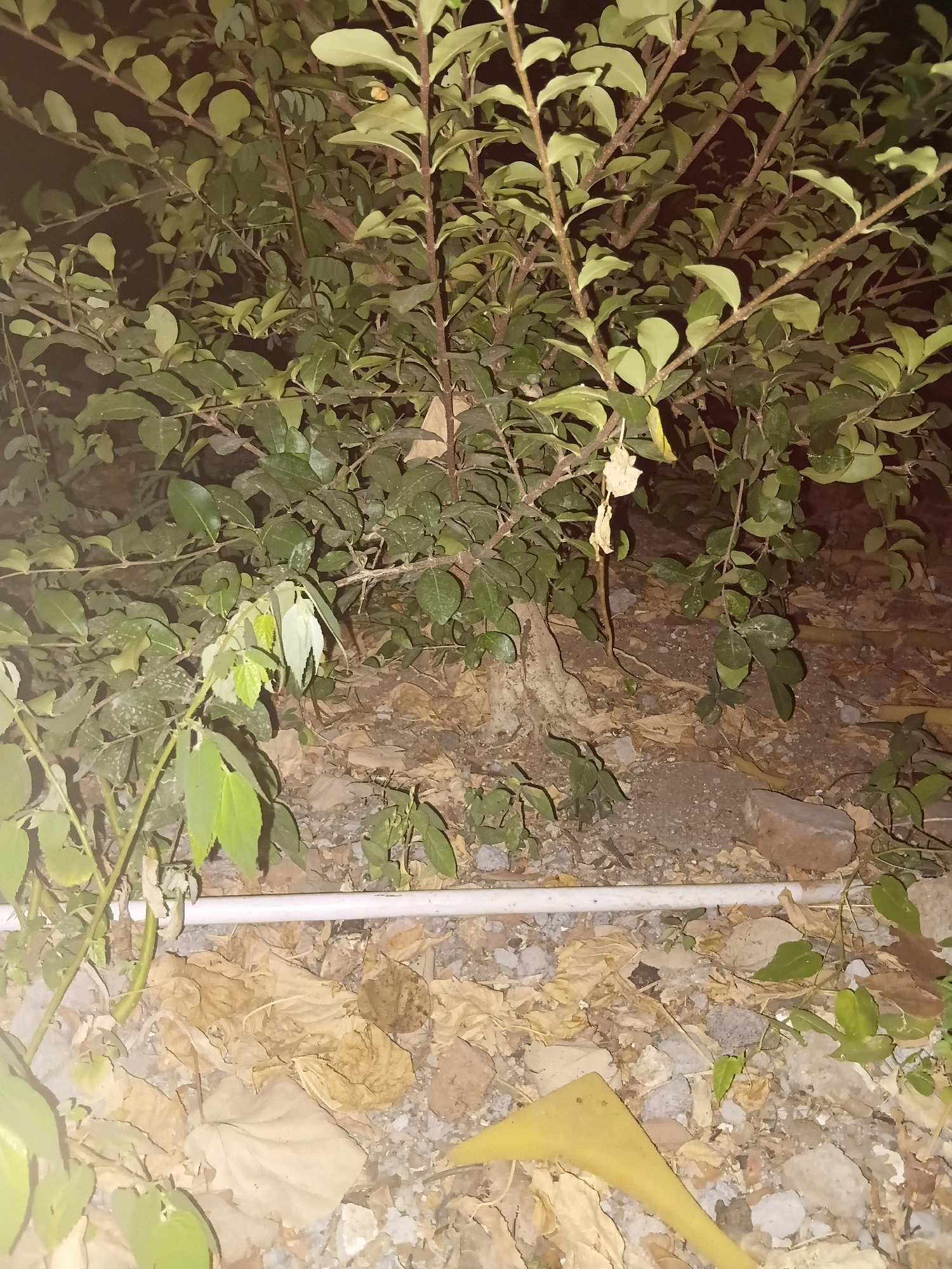 A close-up, low-light, angled shot captures a dense, leafy bush with thin branches and light green leaves. The ground beneath the bush is covered in dry, brown leaves, small pebbles, and dirt. A white pipe runs horizontally across the bottom half of the frame, resting on the ground. A corner of a red brick is visible in the lower right. The scene is outdoors, likely in a garden or natural area in Cikal, Indonesia. No people or animals are present.