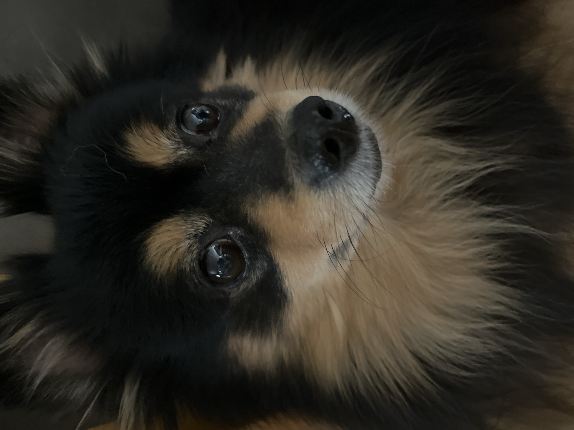 A close-up photo shows a dog with black and tan fur. The dog is looking upwards. The photo has been rotated so the dog is upside down. The focus is on the dog's face, particularly the eyes and nose. The fur is long and fluffy. The background is dark and out of focus. There is no evidence of the city of Izhevsk, Russia, in the photo.