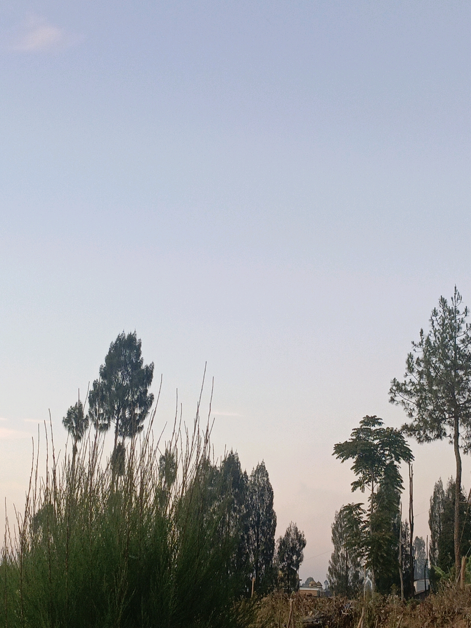 The image shows a serene natural landscape in the city of Butuh Kidul, Indonesia. The sky is a soft gradient of light blue and white, suggesting either early morning or late evening. In the foreground, a dense green bush with thin branches dominates the lower left portion of the frame. Behind it, several trees of varying heights and types are visible. Some are tall and slender, while others are broader and more rounded. A prominent pine tree stands on the right side of the image, its branches reaching towards the sky. In the mid-ground, a cluster of trees forms a backdrop, and a small building with a light-colored roof can be seen in the distance to the left. The ground is covered with dry grass and fallen leaves. The overall atmosphere is peaceful and tranquil.