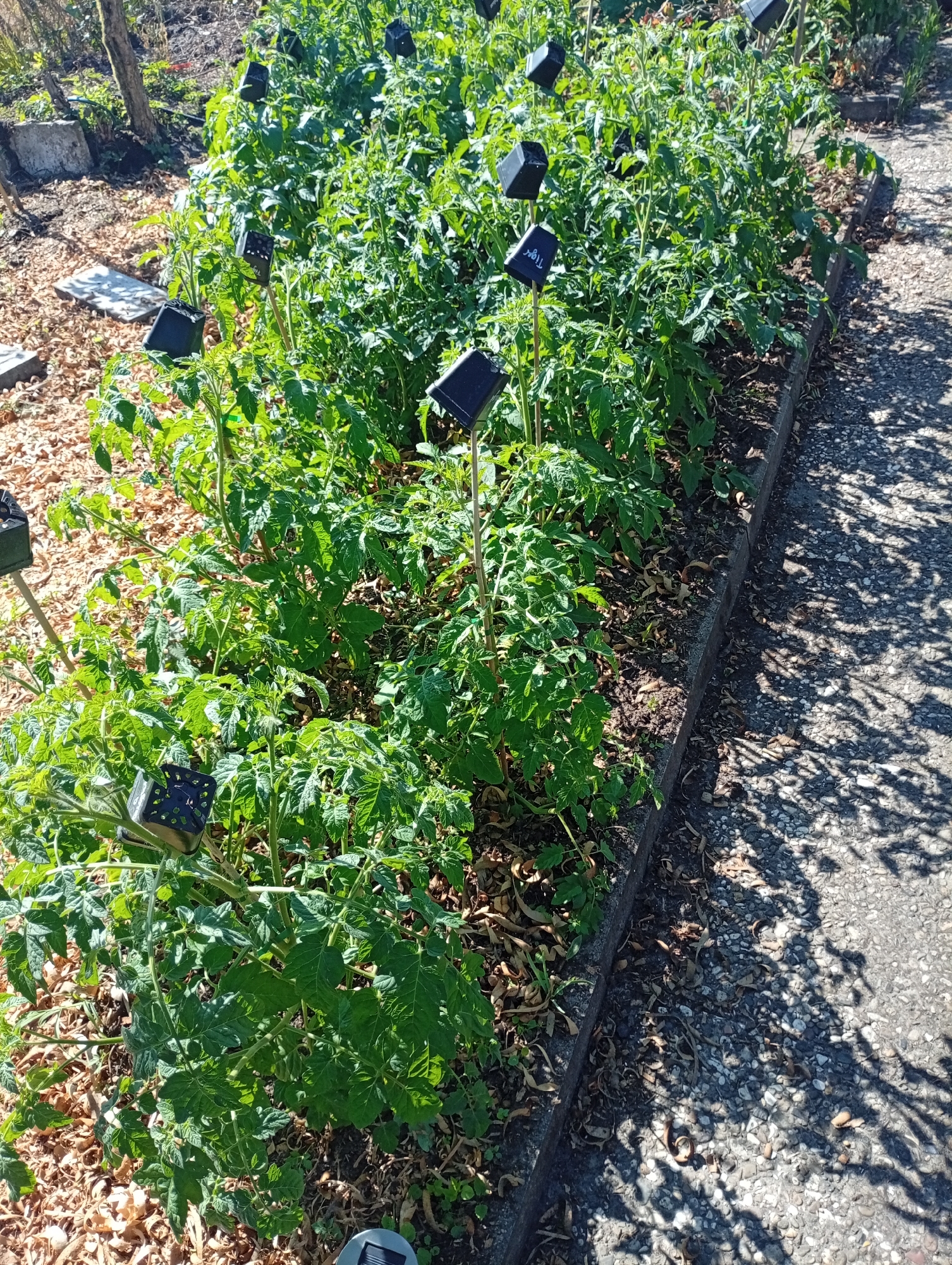 The image depicts an outdoor scene of a garden bed filled with healthy, green tomato plants. The plants are arranged in neat rows, with some having small black square markers attached to stakes. The garden bed itself is bordered by a gray concrete curb, and a paved pathway with visible shadows from overhead foliage runs alongside it. The ground around the plants is covered with mulch and some dried leaves. The overall impression is that of a well-maintained vegetable garden. There are no people visible in the image. The location is identified as the city of Holm, Germany.