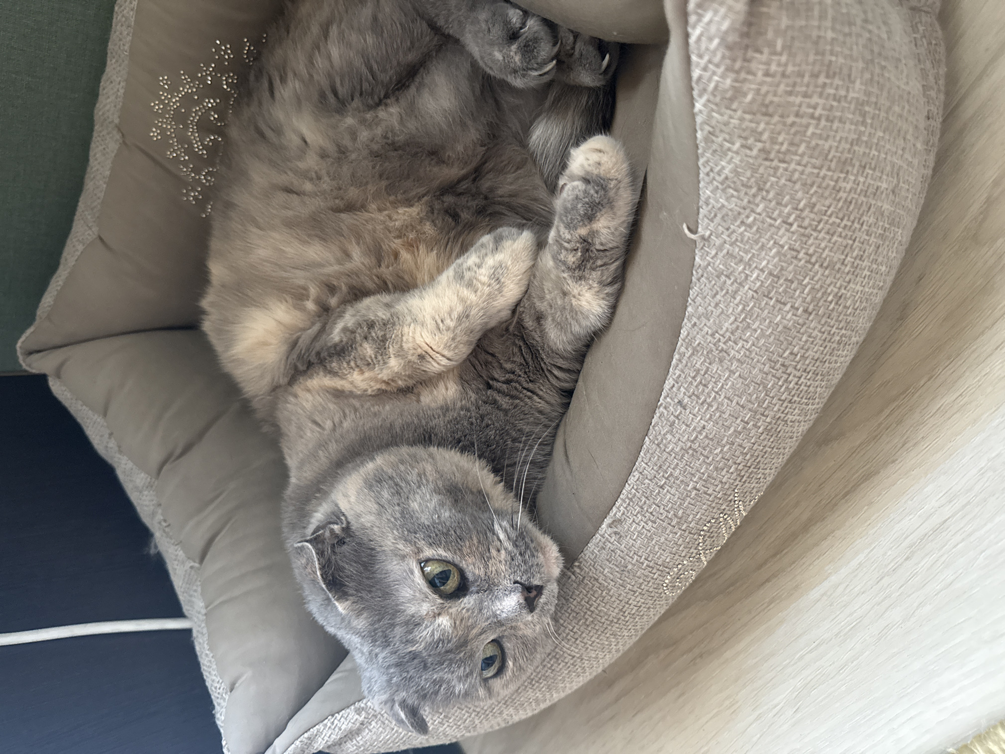 A grey-and-white Scottish Fold cat lies in a plush, tan pet bed on a wooden floor. The cat is facing the camera, with its head resting on its paws and its eyes open. The pet bed is round with raised sides and has a decorative pattern of small, sparkly studs on one of the raised edges. The background of the image is blurred, but appears to be a dark surface, possibly a wall or furniture. The lighting is soft and natural, creating a relaxed atmosphere. There is no indication of the location being in the city of Mamony, Russia.