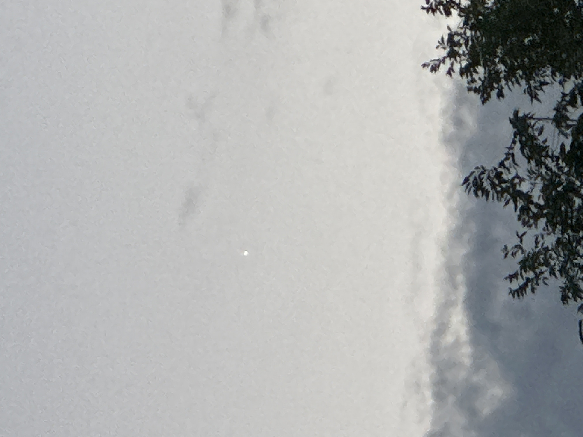 The image shows a portion of the sky with some clouds and trees. There is a small, bright, circular object visible in the upper center of the frame against a mostly overcast sky. The lower portion of the image shows the tops of several trees with dark green foliage. The lighting suggests it may be dusk or dawn, or an overcast day.