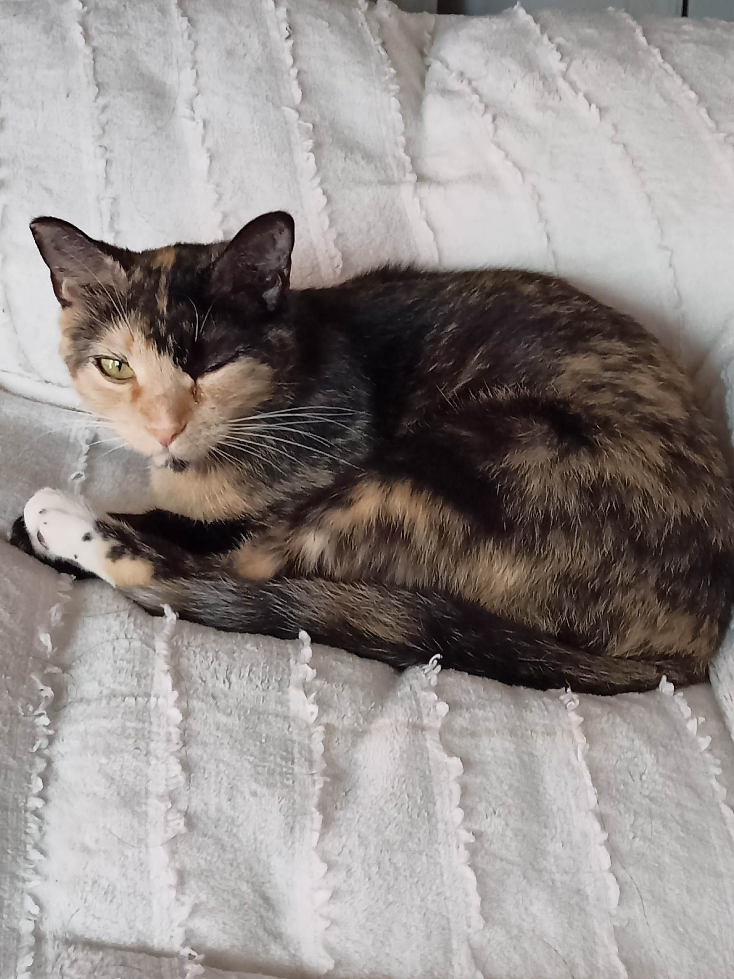 A tortoiseshell cat is curled up on a white, textured surface. The cat's fur has patches of black, brown, and orange. Its eyes are green, and one eye is partially closed, giving the appearance of a wink. The cat's front paw, which is white with black spots, is visible and resting on its chest. The surface the cat is lying on appears to be a blanket or a soft upholstery. The lighting is even, and the background is out of focus, emphasizing the cat as the main subject. There are no people or other animals visible in the image. The scene does not provide any specific information about its location in Amarillo, United States of America.