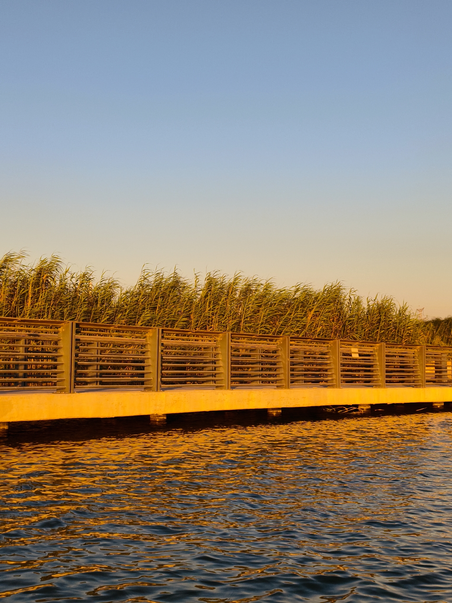 This is a vertical, eye-level, medium shot of a boardwalk over water, taken at sunset. The boardwalk is made of yellow concrete with a metal railing that has horizontal slats. Behind the railing is a dense growth of green reeds. The water in front of the boardwalk is dark blue, reflecting the warm orange glow of the sunset. The sky is a gradient of light blue, fading to a pale yellow at the horizon. The scene is peaceful and serene, with no people or animals visible. The boardwalk appears to be located in the Be'er Sheva River Park, a popular recreational area in Be'er Sheva, Israel.
