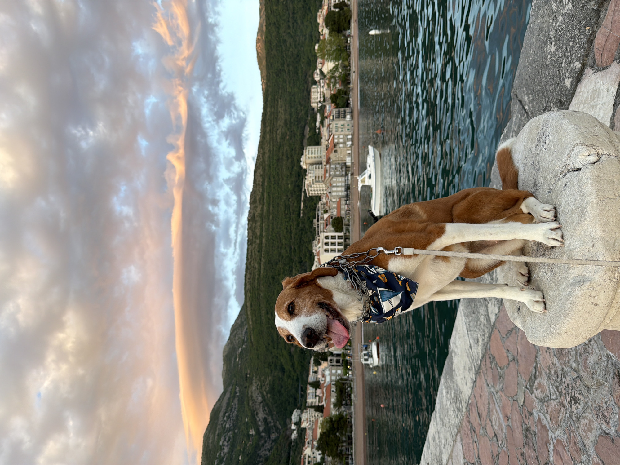 A cheerful, medium-sized dog with white and brown fur, adorned with a blue and yellow patterned bandana and a leash, is the central subject of the image. The dog stands on a light-colored stone structure, facing the viewer with its tongue slightly out, conveying a happy and lively expression.
Behind the dog, a picturesque coastal scene unfolds, characteristic of Petrovac centar, Montenegro. A calm body of water, likely the Adriatic Sea, stretches across the mid-ground, its surface gently rippling and reflecting the ambient light. Several small white boats are visible on the water. Beyond the water, a charming coastal town is nestled along the shoreline, featuring numerous buildings, some with white facades and others with reddish roofs. Towering, green, tree-covered mountains rise majestically behind the town, forming a dramatic backdrop.
The sky above is a notable feature, displaying a beautiful array of clouds in soft grays and whites, interspersed with striking streaks of warm orange and golden light. This coloration strongly suggests the time of day is either sunrise or sunset, creating a serene and warm atmosphere. The dog is positioned on what appears to be a stone balustrade or pier, with a paved area of reddish-brown and gray stones visible in the immediate foreground. There is no visible text in the image.