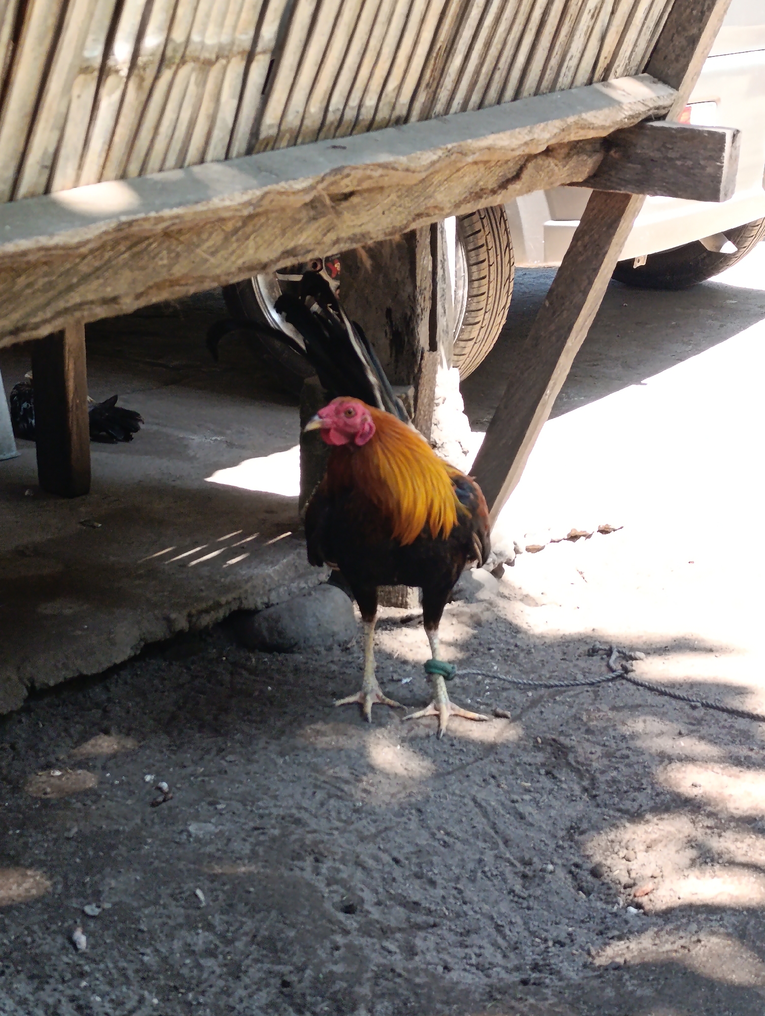 A mature rooster, exhibiting a prominent red comb and wattles, golden-yellow neck and saddle feathers, and dark brown-black body and tail plumage, stands on uneven, greyish-brown dirt ground. A green band is visible around its left ankle, from which a dark cord extends across the ground towards the lower right. The rooster is positioned in the center-right of the frame, facing slightly left. Overarching the scene is a wooden structure, possibly a cart or makeshift shelter, featuring a top section composed of multiple corrugated or ridged wooden slats. This structure is supported by several rough-hewn wooden beams, including a prominent horizontal beam spanning the mid-frame. Behind and beneath this wooden structure, parts of a white vehicle, including its wheels and tires, are discernible in the background. Within the deep shadows cast under the wooden structure, dark, indistinct shapes suggest the presence of other fowl. Strong sunlight from the upper right illuminates the scene, casting pronounced shadows across the ground, including distinct striped patterns beneath the wooden structure and a broad shadow in the foreground. The scene is located in Unknown, Unknown.