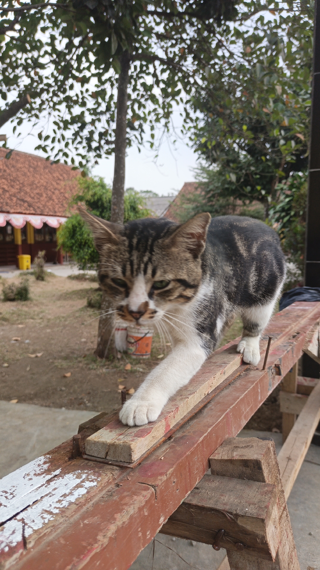A close-up, eye-level shot captures a tabby cat with white paws walking on a weathered wooden surface in Desa Arjasari, Indonesia. The cat is looking directly at the camera with green eyes. Its fur is a mix of grey, black, and white. Behind the cat, a tree with green leaves stands tall, and in the background, there is a red-tiled roof building with decorative trim. The wooden surface the cat is on appears to be part of a makeshift structure, possibly a workbench or a construction site. The ground is covered in dirt and fallen leaves.